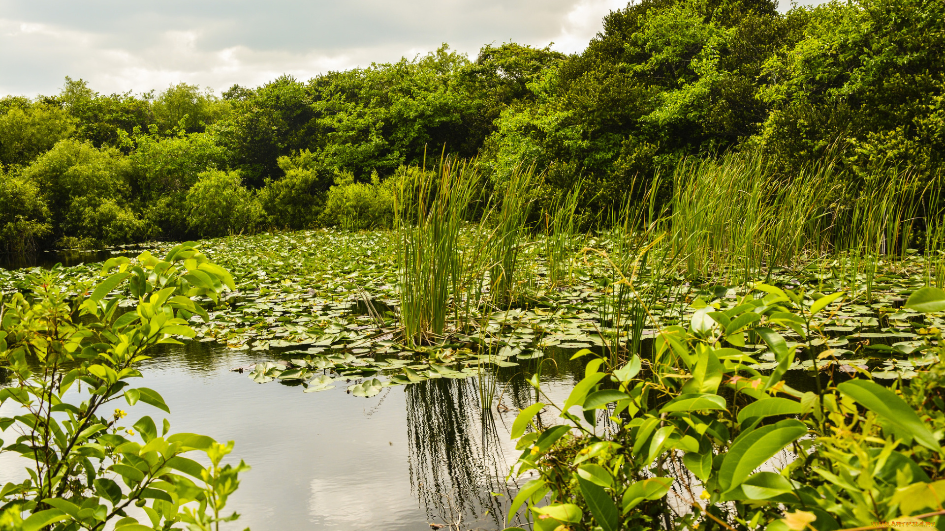 природа, реки, озера, лес, река