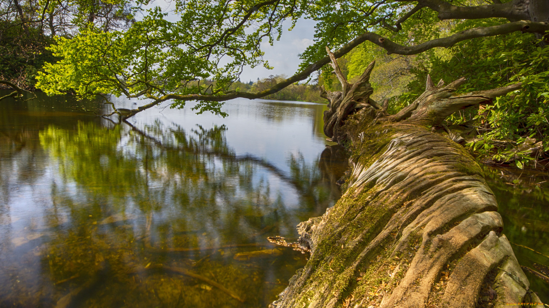 природа, реки, озера, лес, река