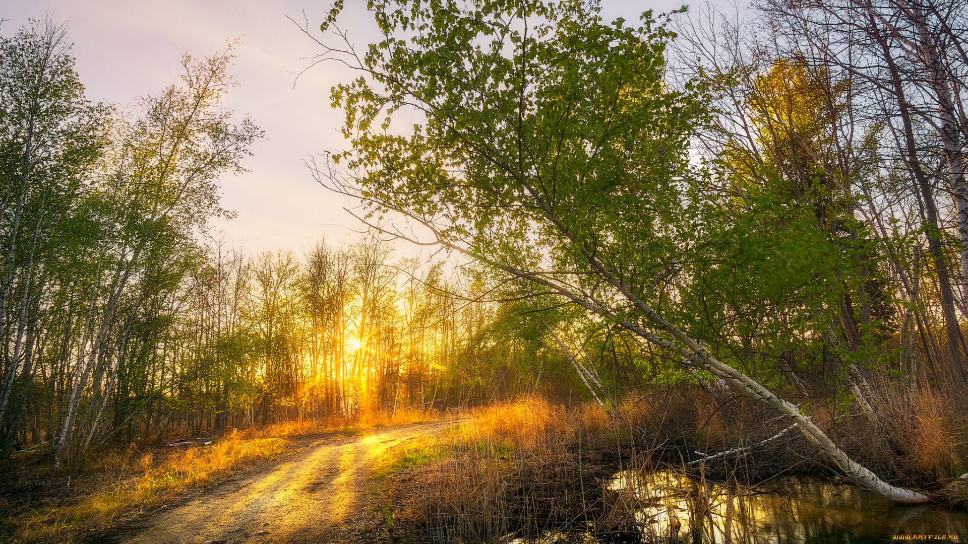 природа, реки, озера, лес, река