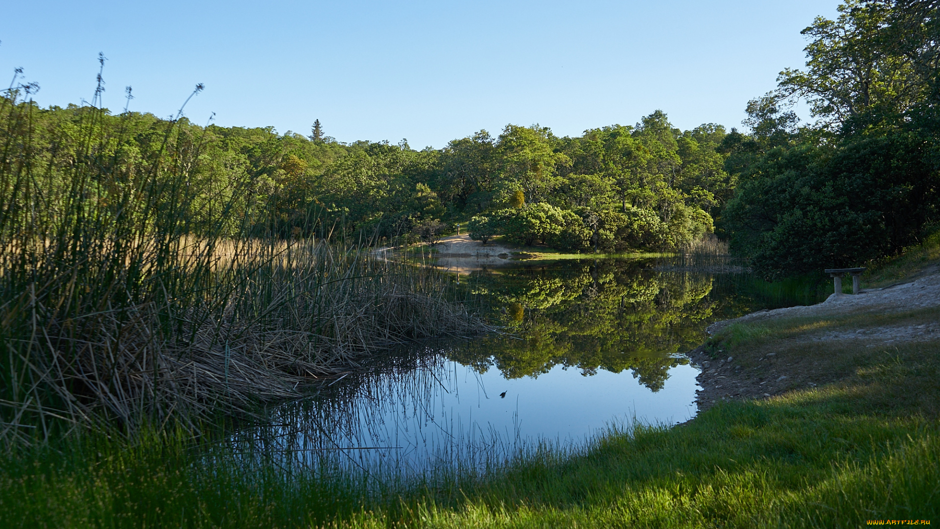 природа, реки, озера, лес, река