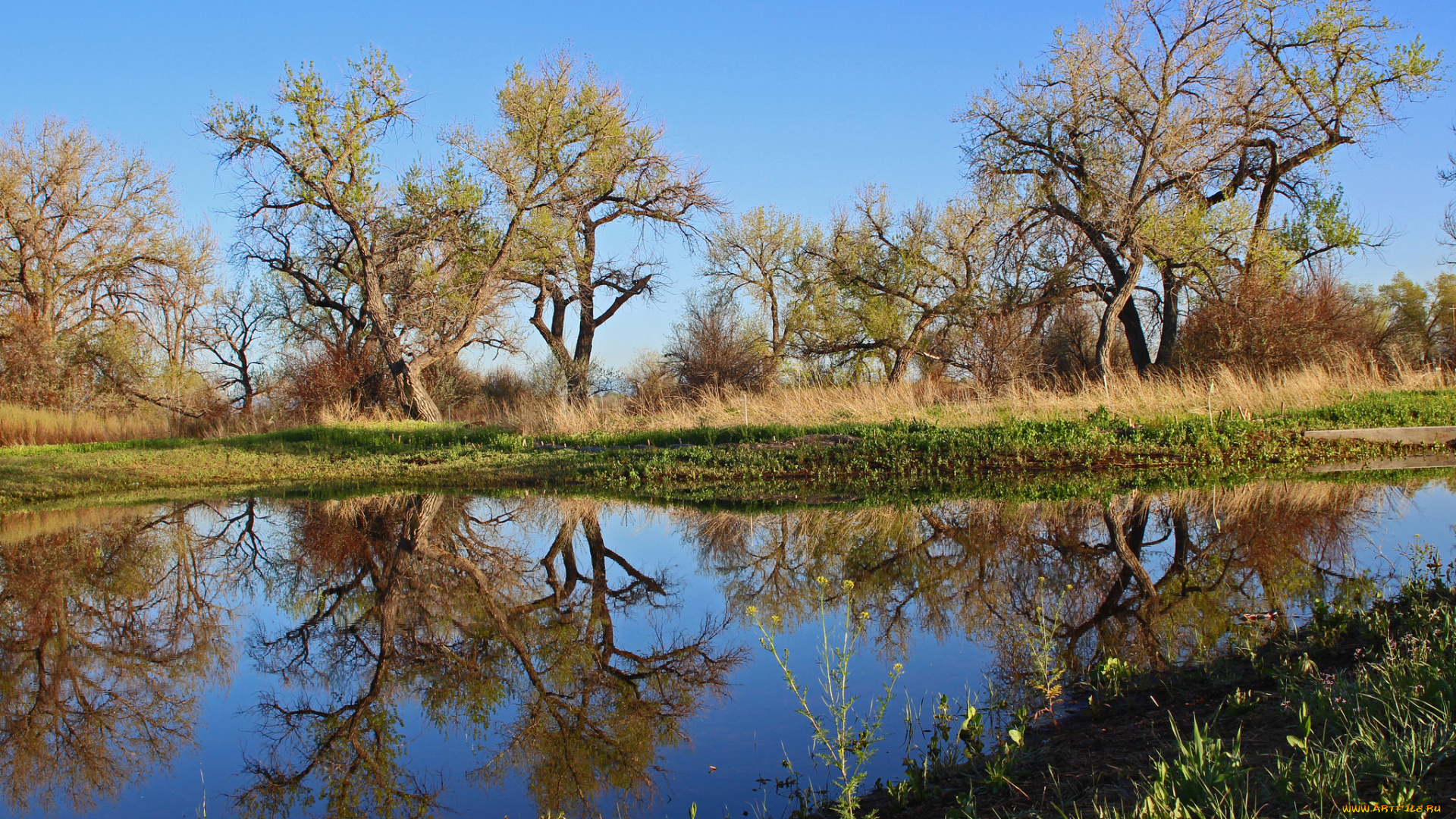 природа, реки, озера, река, лес