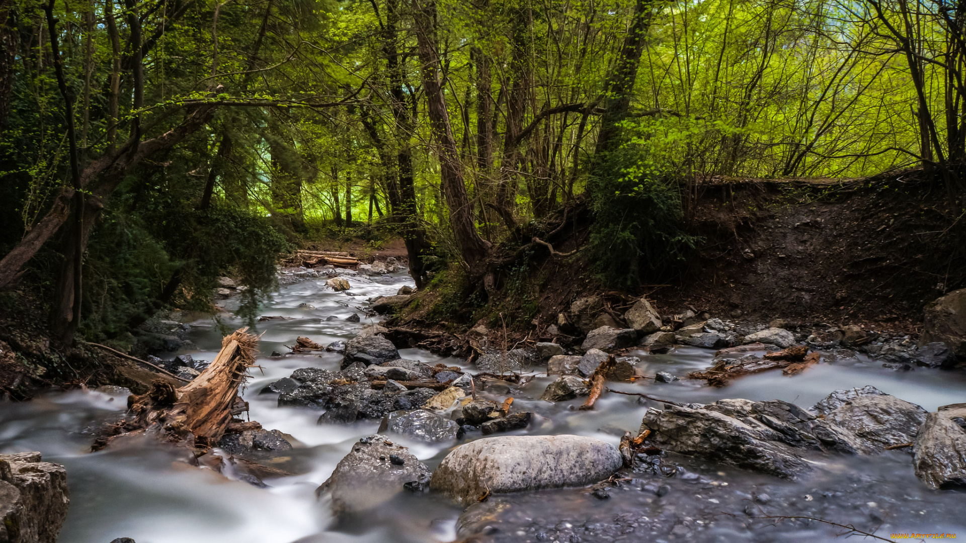 природа, реки, озера, река, лес