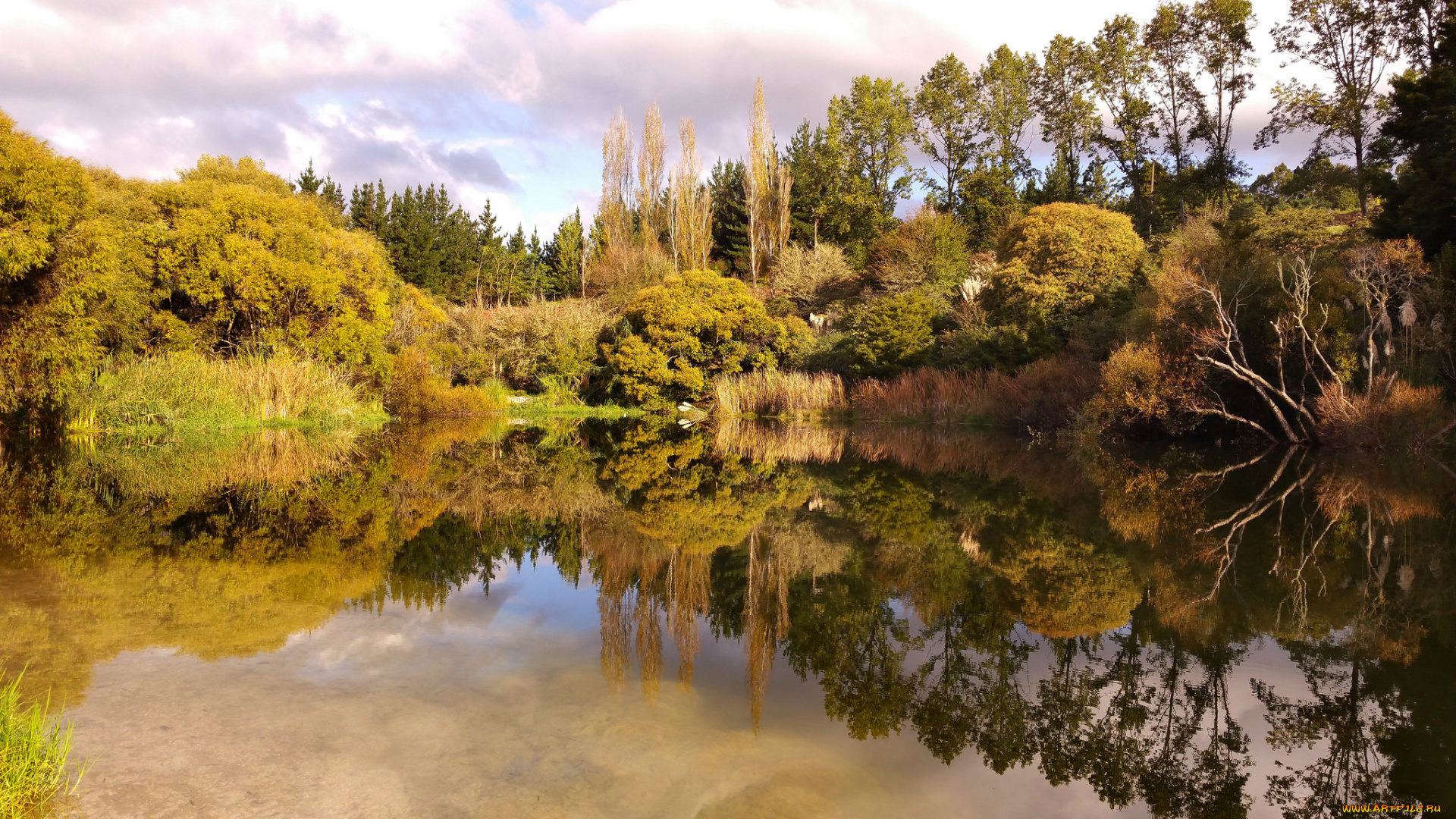 природа, реки, озера, река, лес