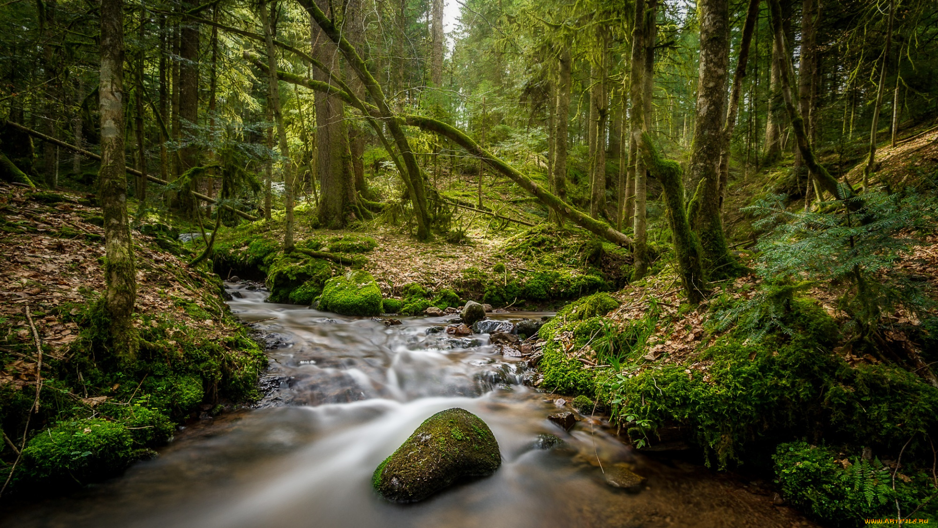 природа, реки, озера, река, лес