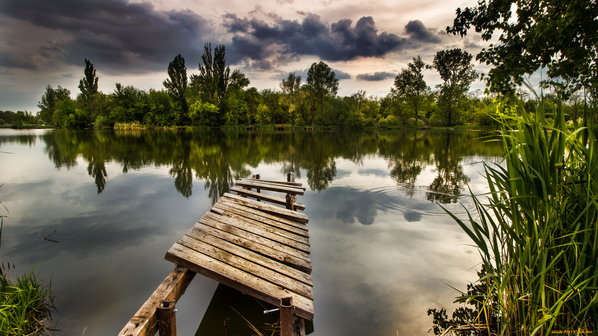 природа, реки, озера, река, лес