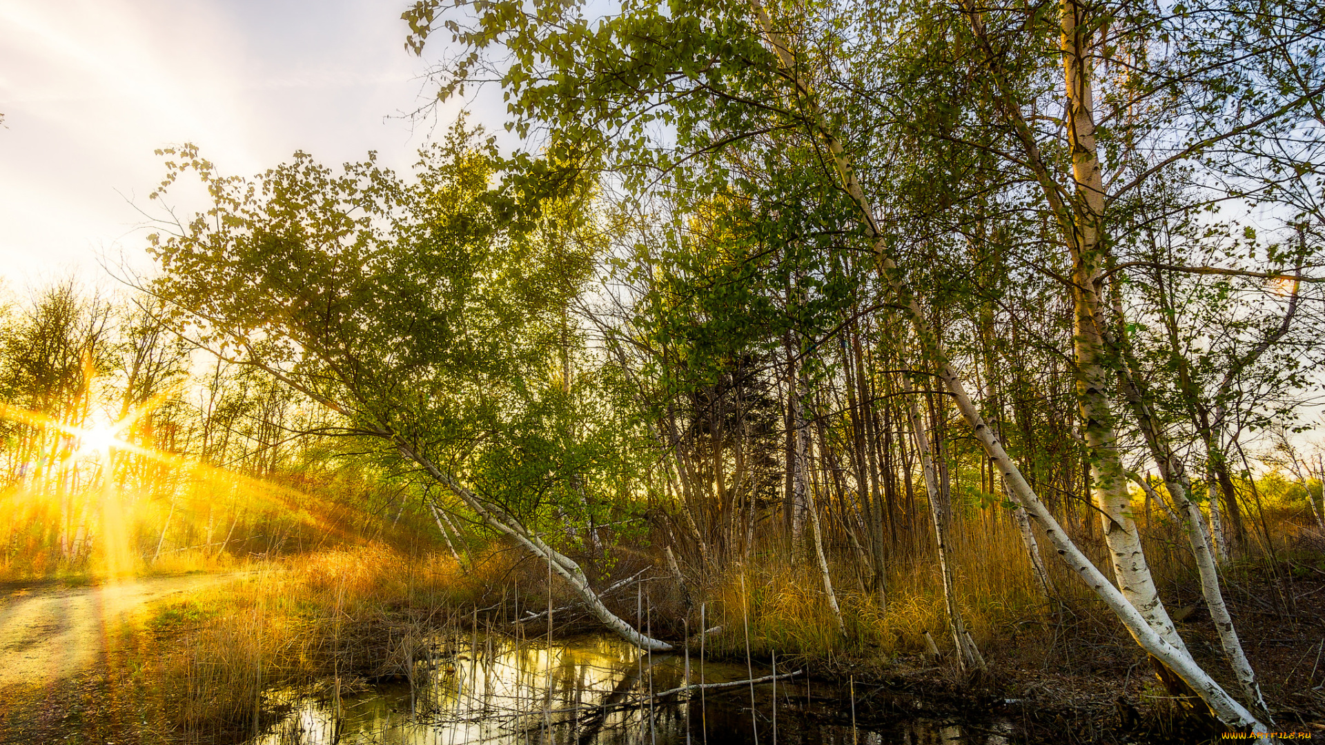 природа, реки, озера, река, лес