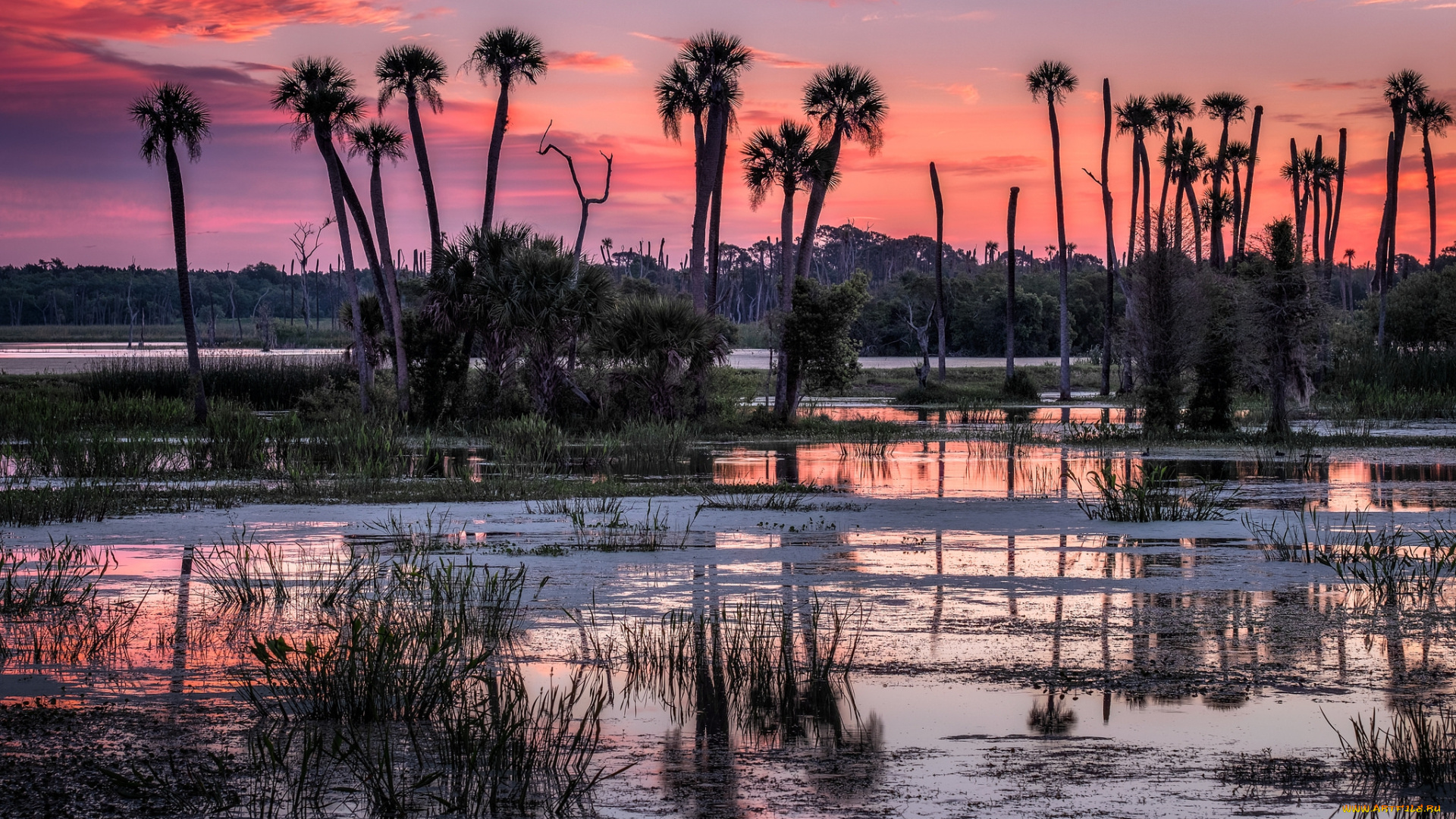 природа, реки, озера, река, лес