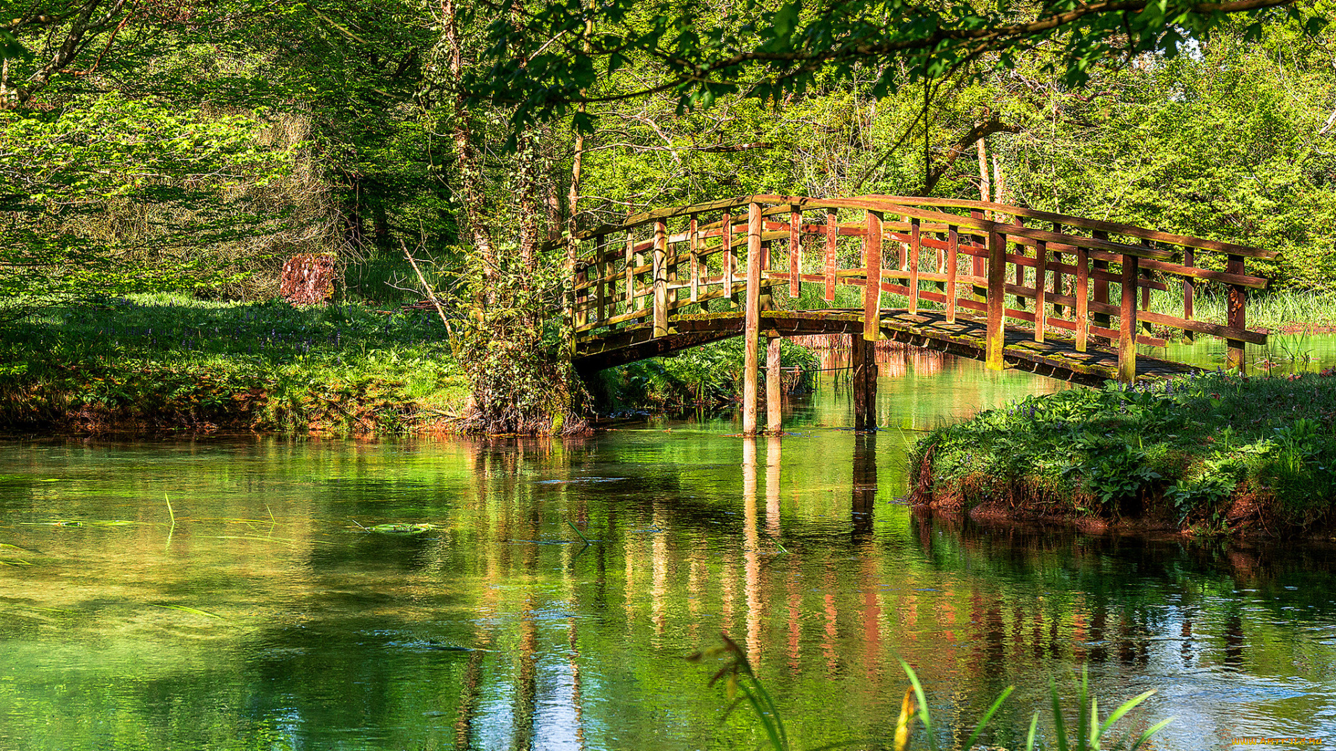 природа, реки, озера, река, лес