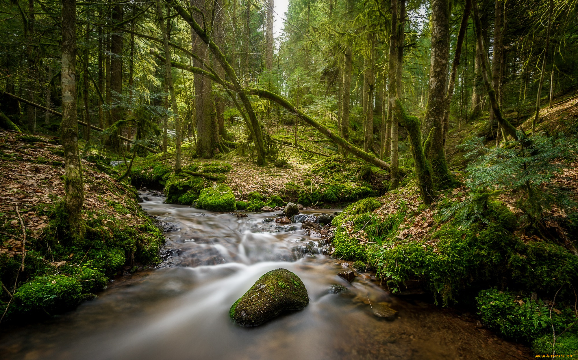 природа, реки, озера, река, лес