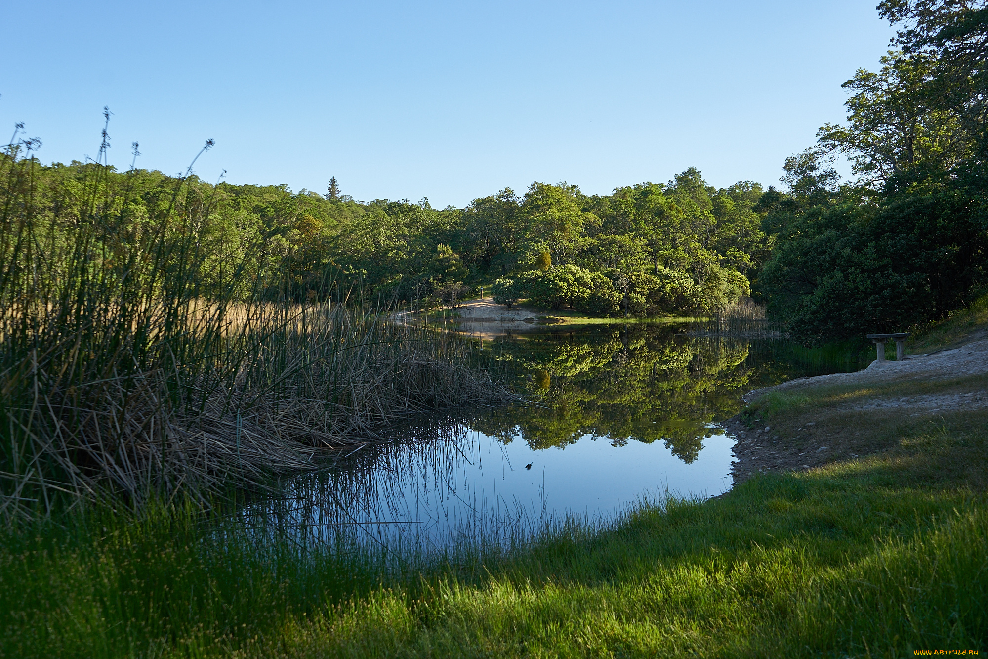 природа, реки, озера, лес, река