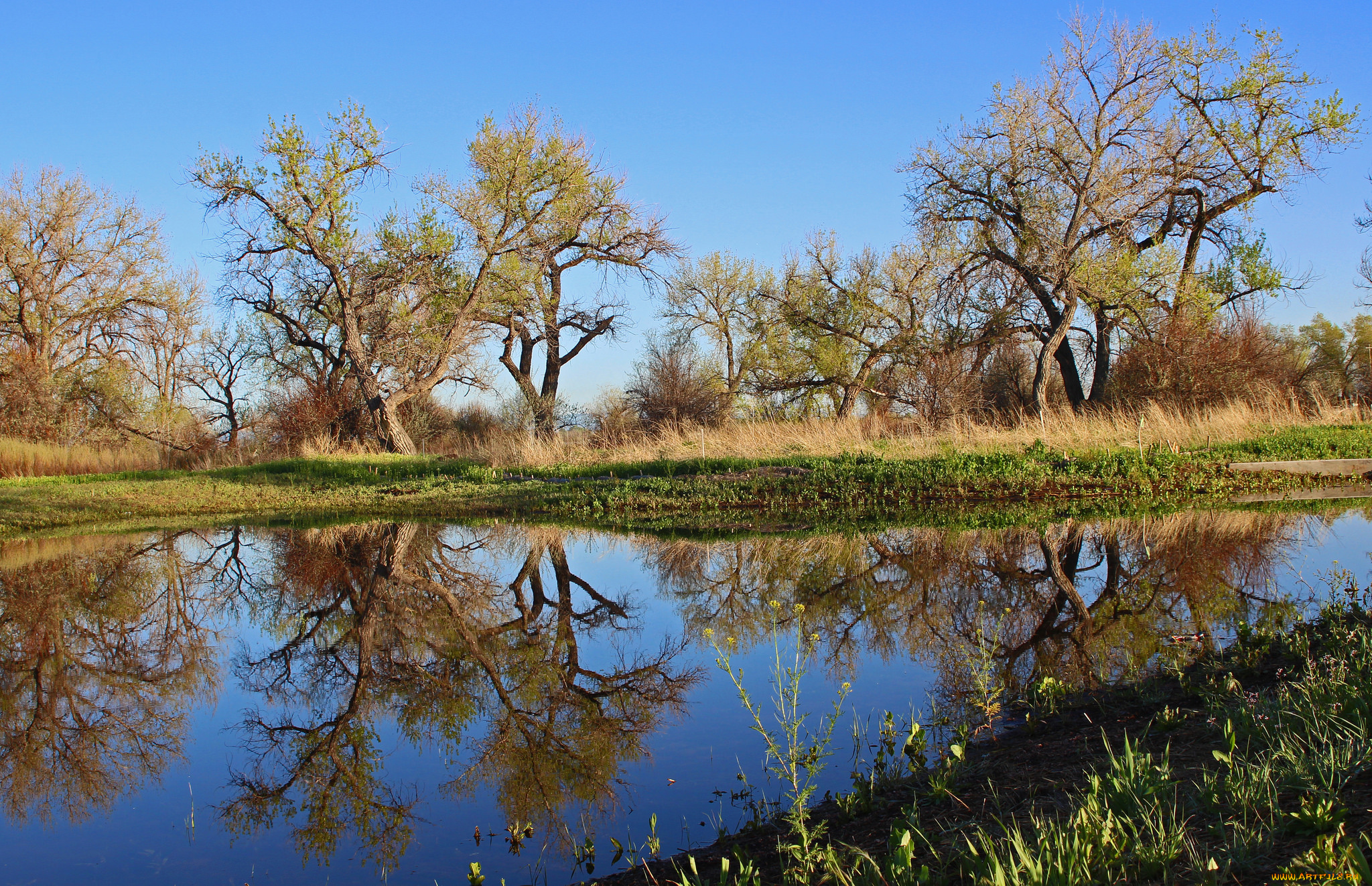 природа, реки, озера, река, лес