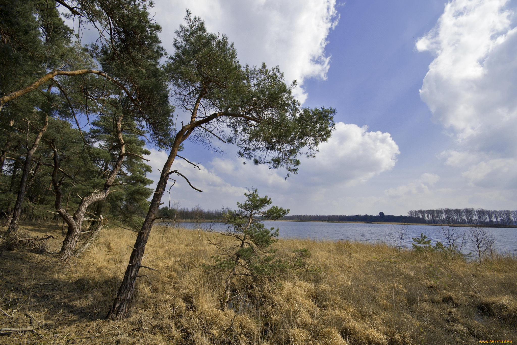 природа, реки, озера, лес, река