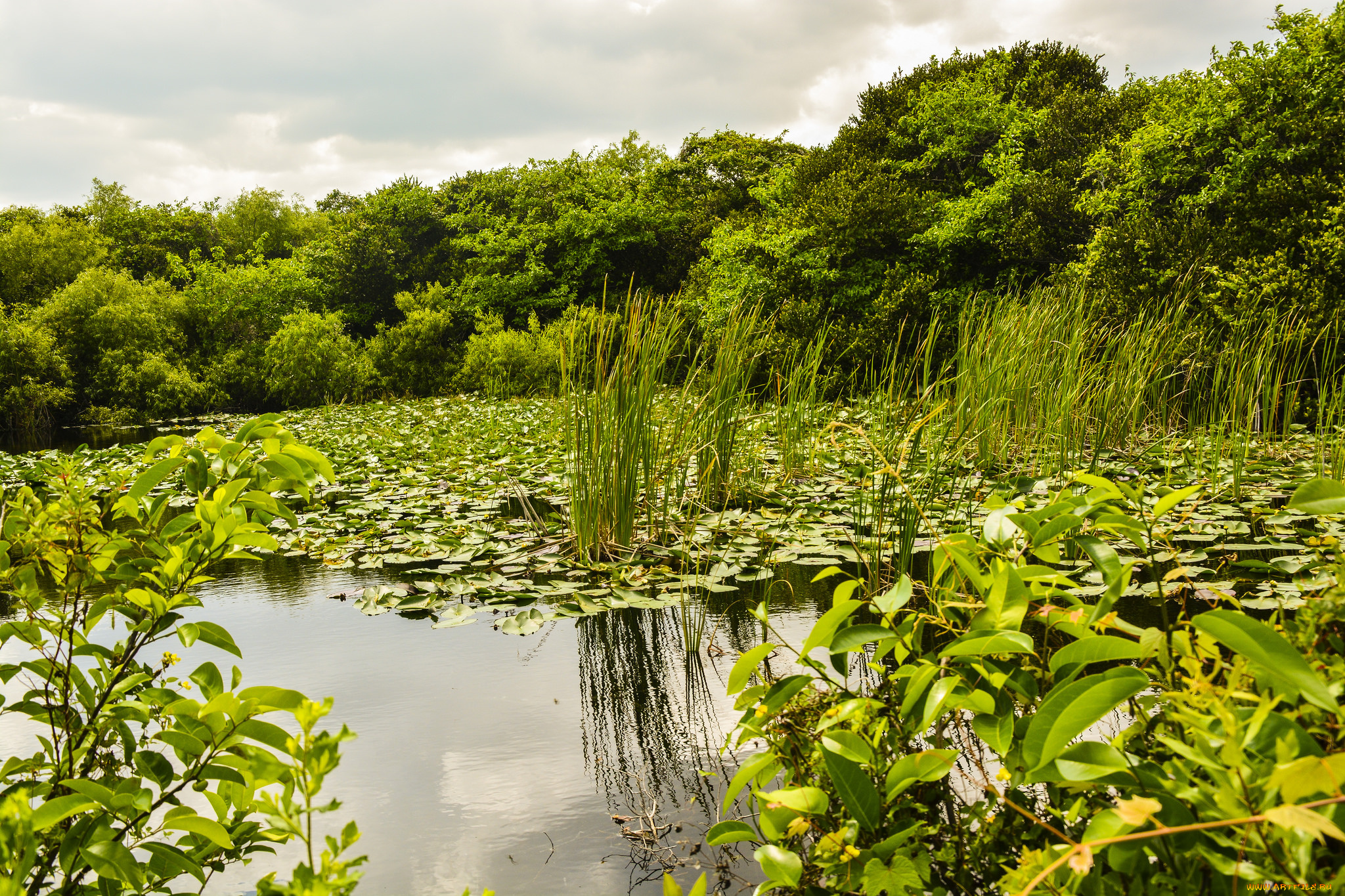 природа, реки, озера, лес, река