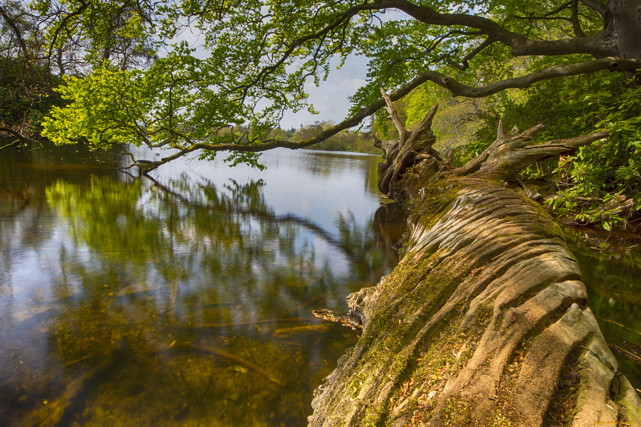 природа, реки, озера, лес, река