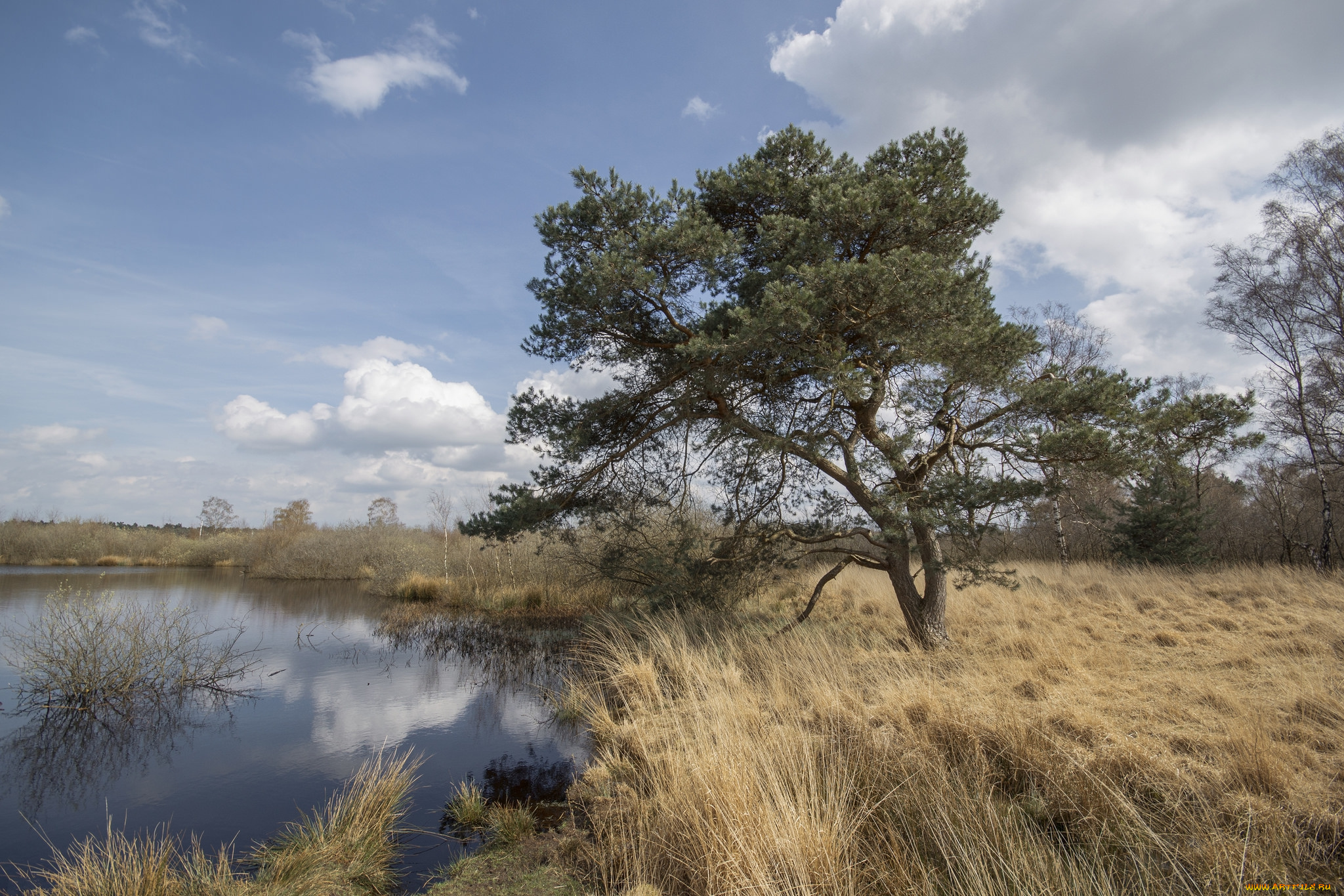 природа, реки, озера, река, лес