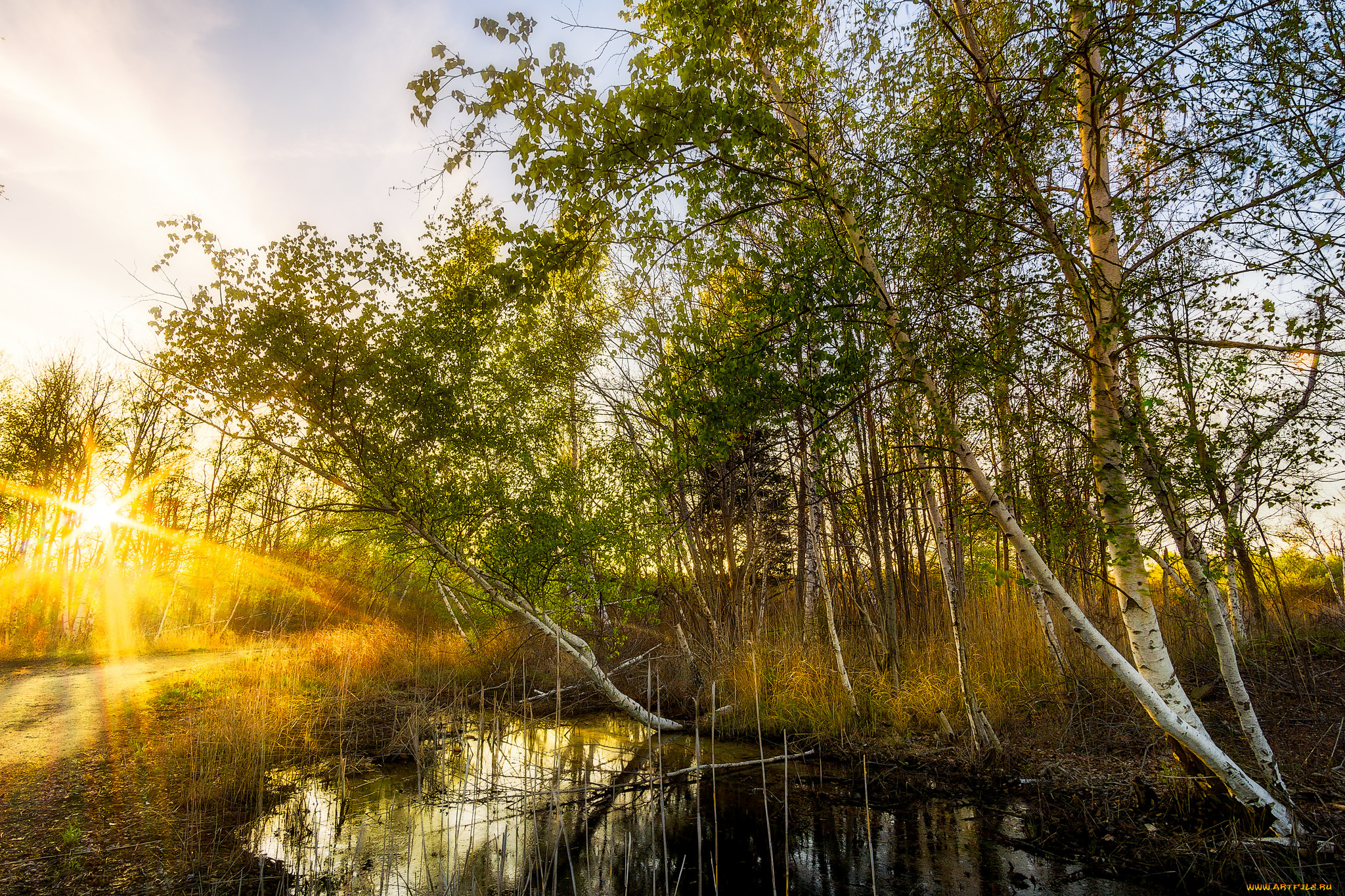 природа, реки, озера, река, лес