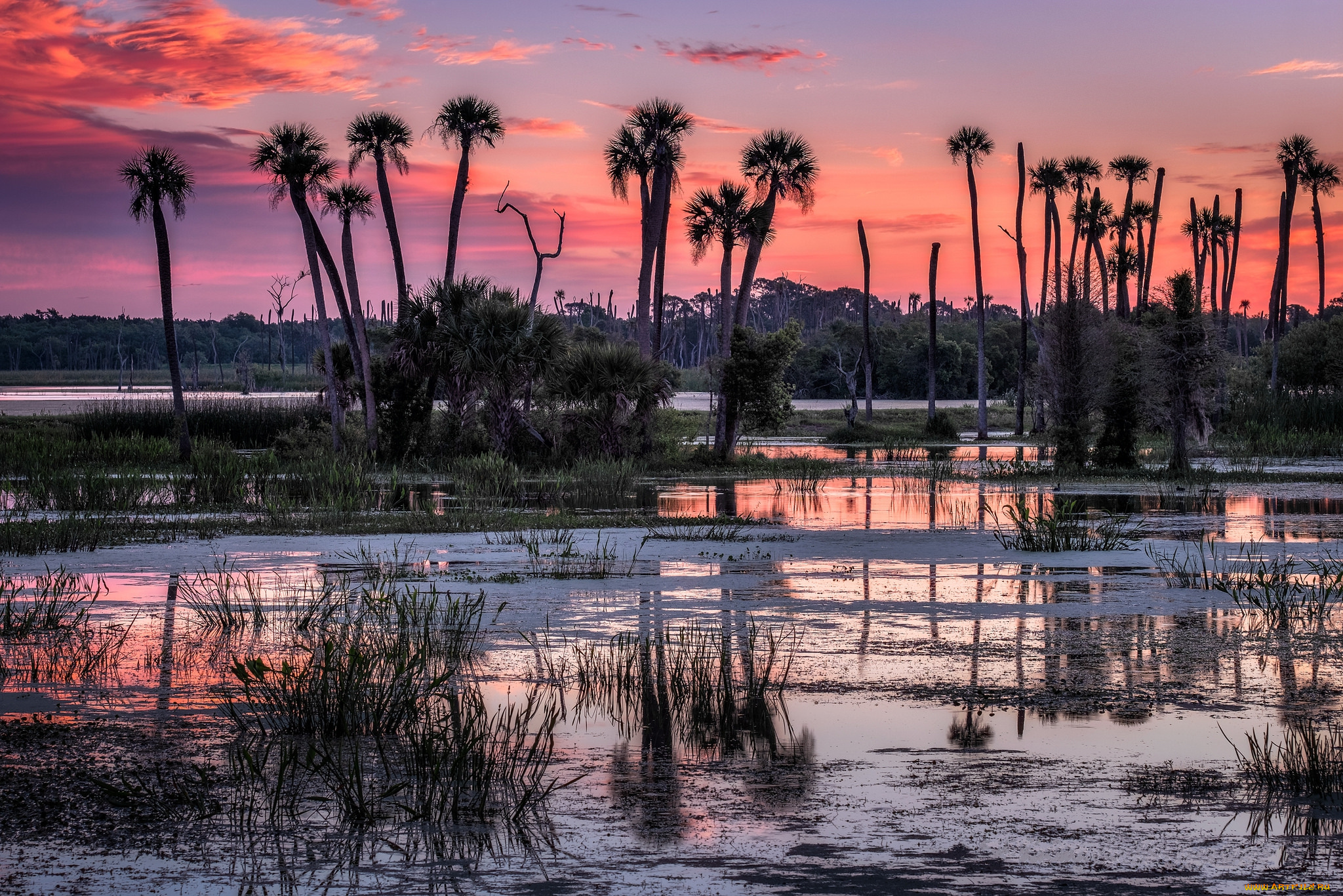 природа, реки, озера, река, лес