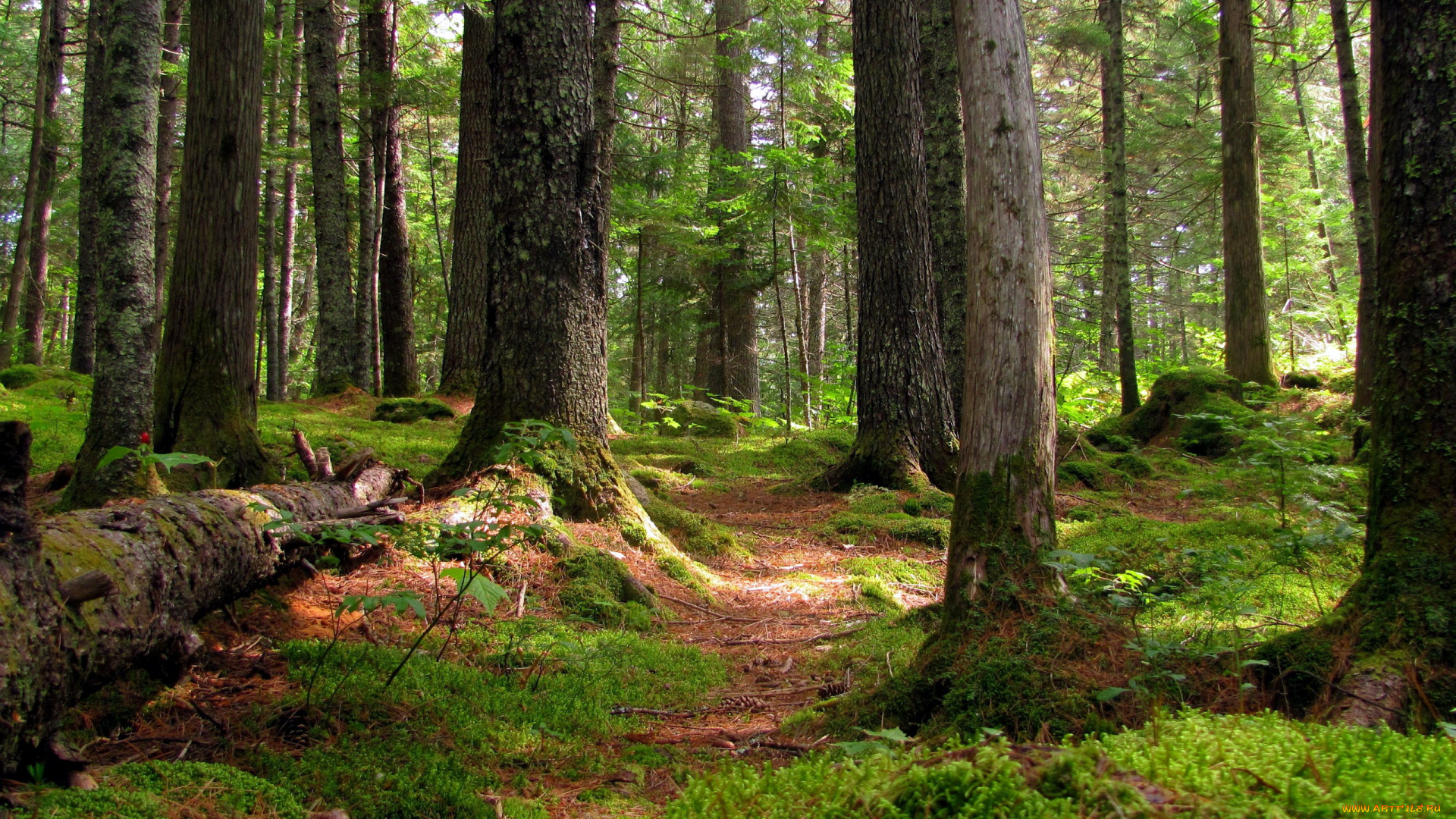 природа, лес, деревья, трава, мох