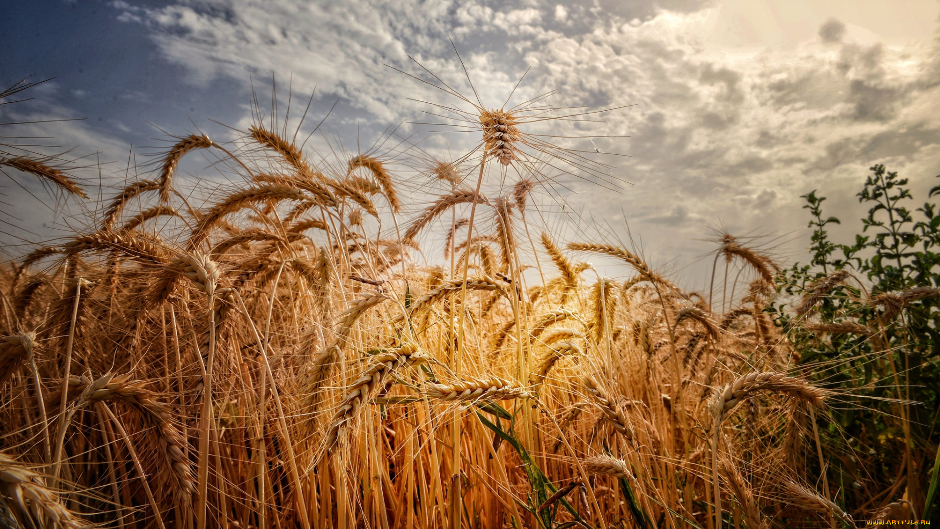 природа, поля, простор