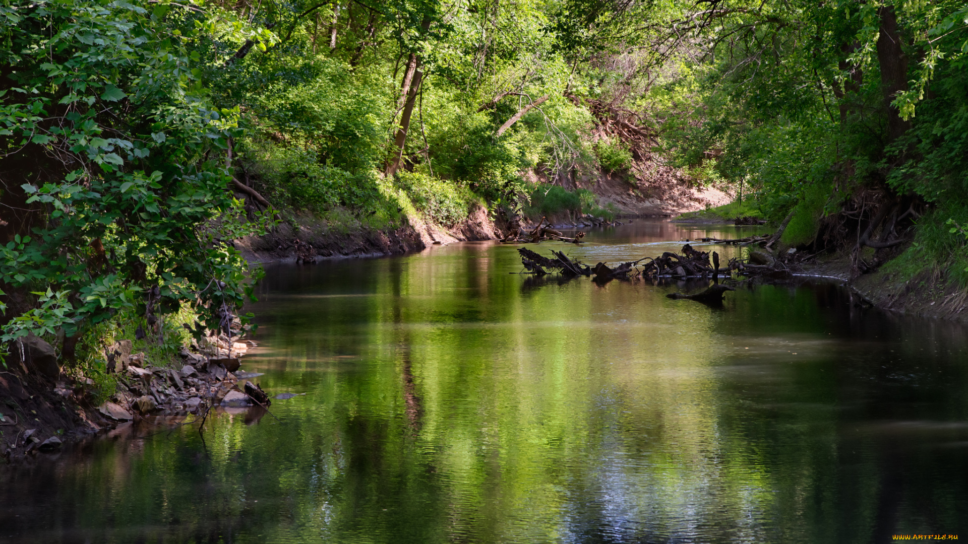 природа, реки, озера, река, лес