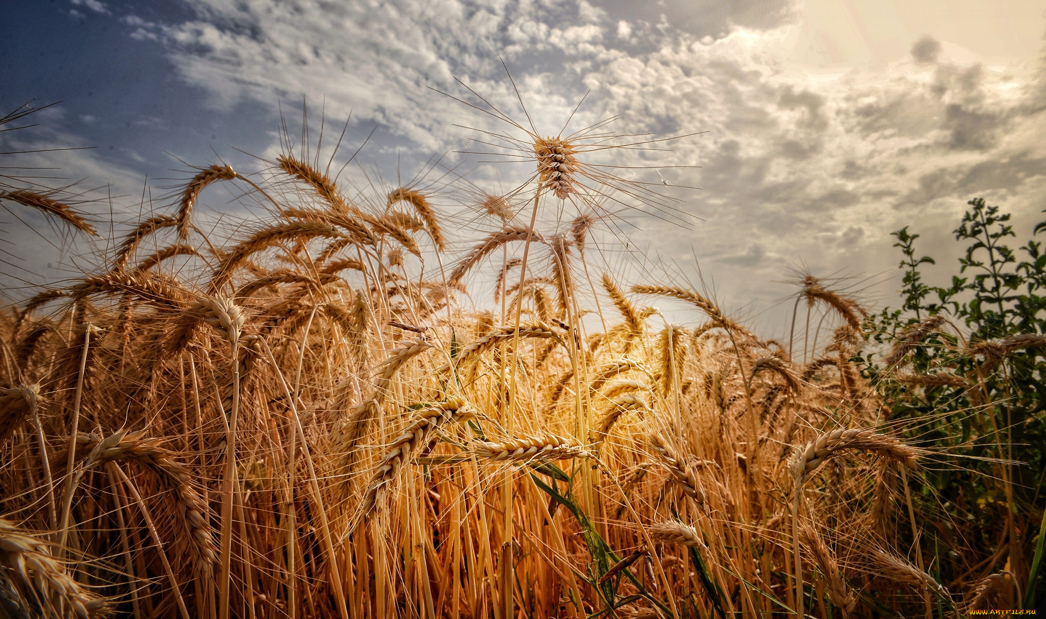 природа, поля, простор