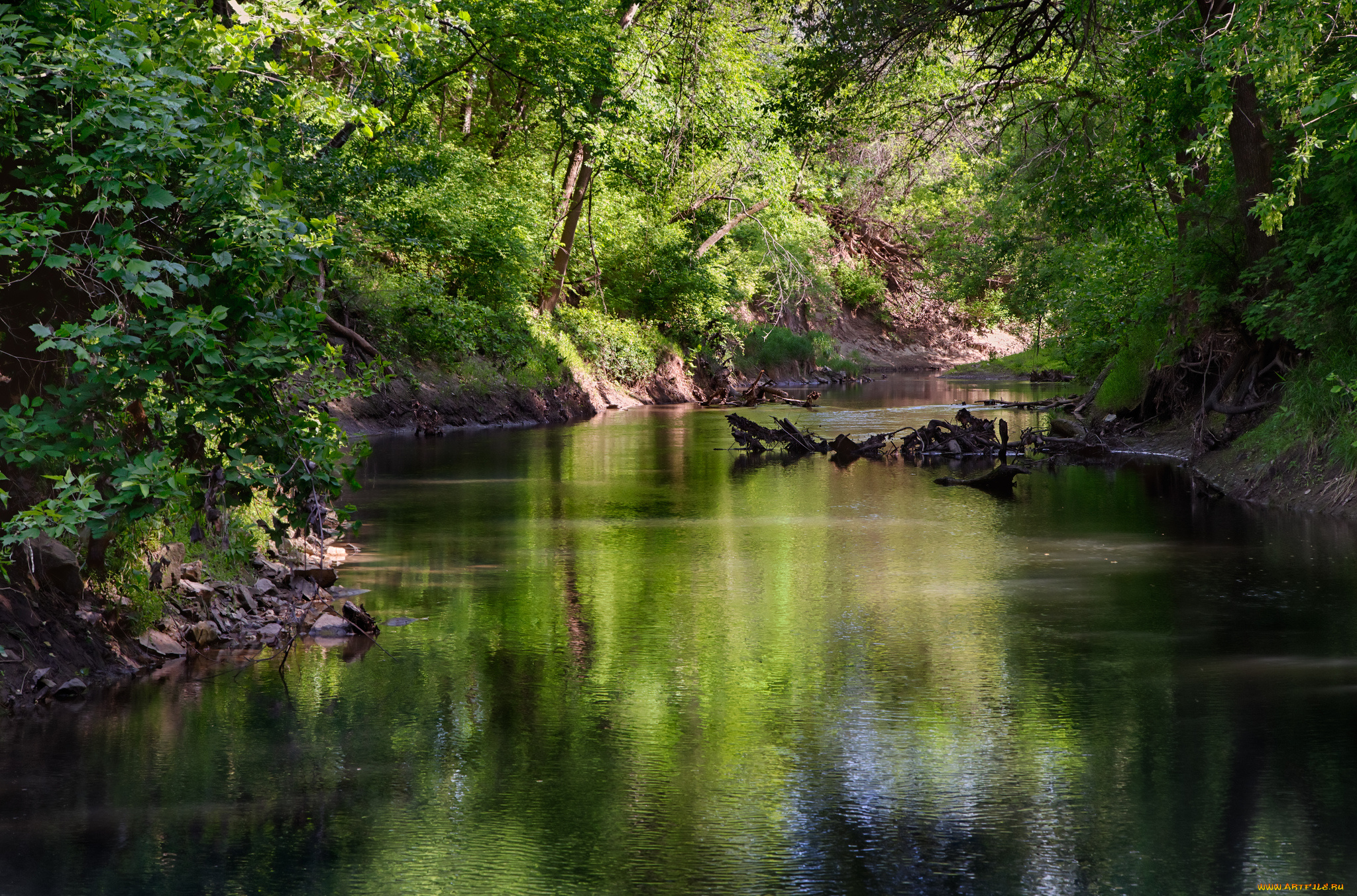 природа, реки, озера, река, лес