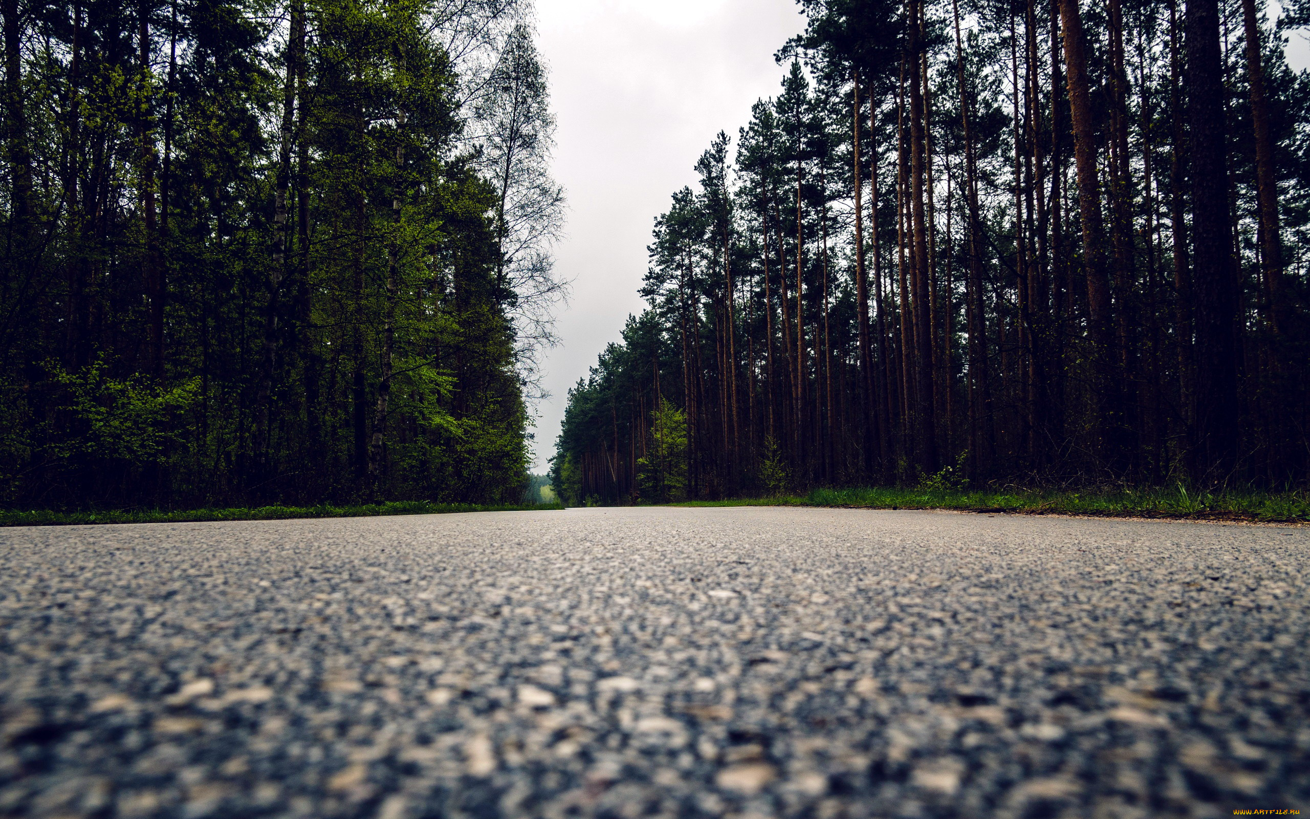 природа, дороги, лес, макро