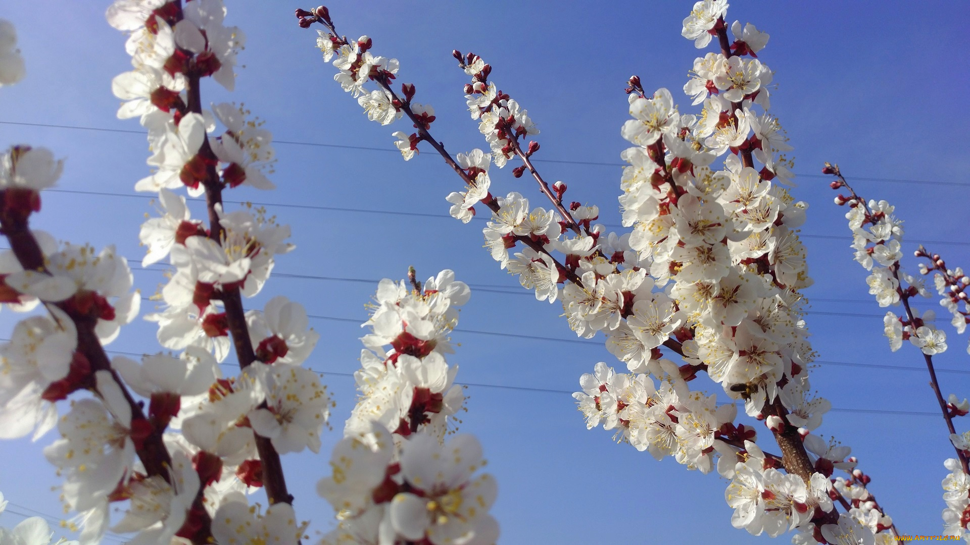 цветы, цветущие, деревья, , , кустарники, апрель, весна, 2018