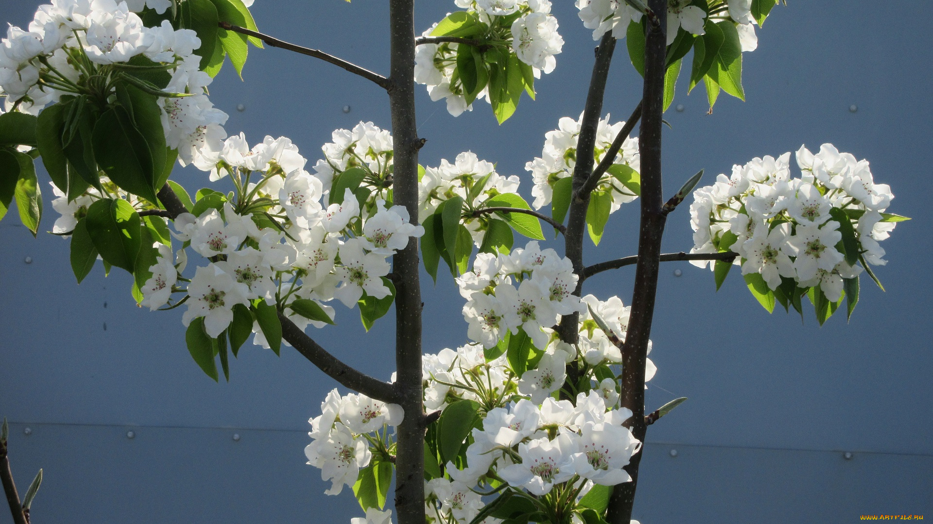 цветы, цветущие, деревья, , , кустарники, апрель, весна, 2018