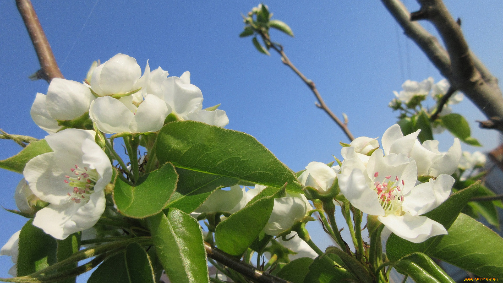 цветы, цветущие, деревья, , , кустарники, весна, 2018