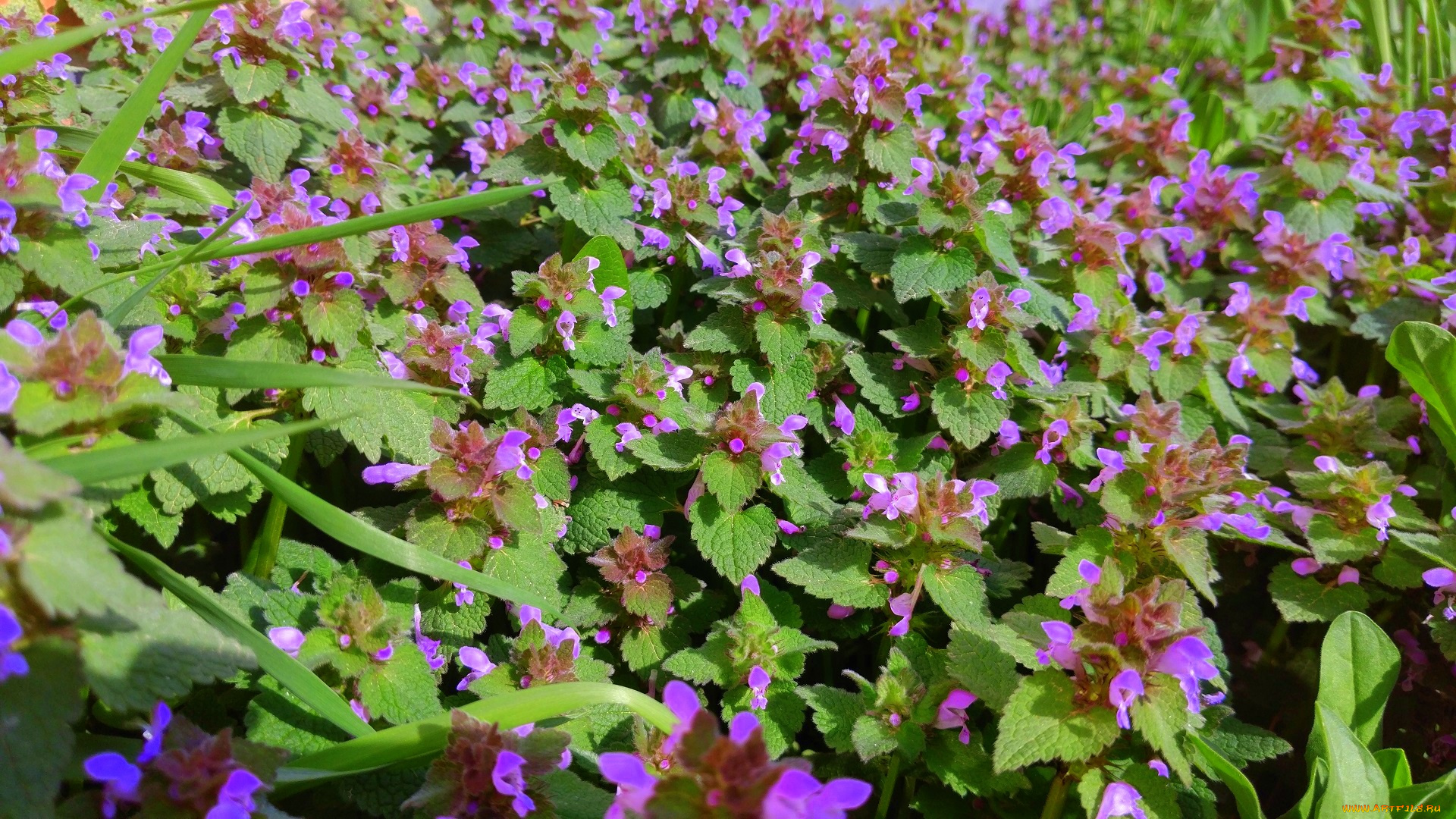 цветы, луговые, , полевые, , цветы, апрель, весна, 2018