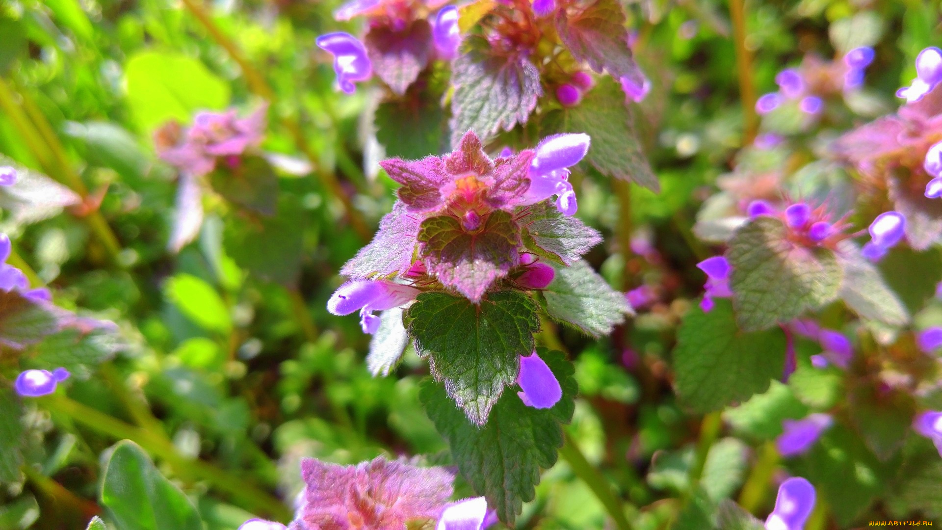 цветы, луговые, , полевые, , цветы, апрель, весна, 2018