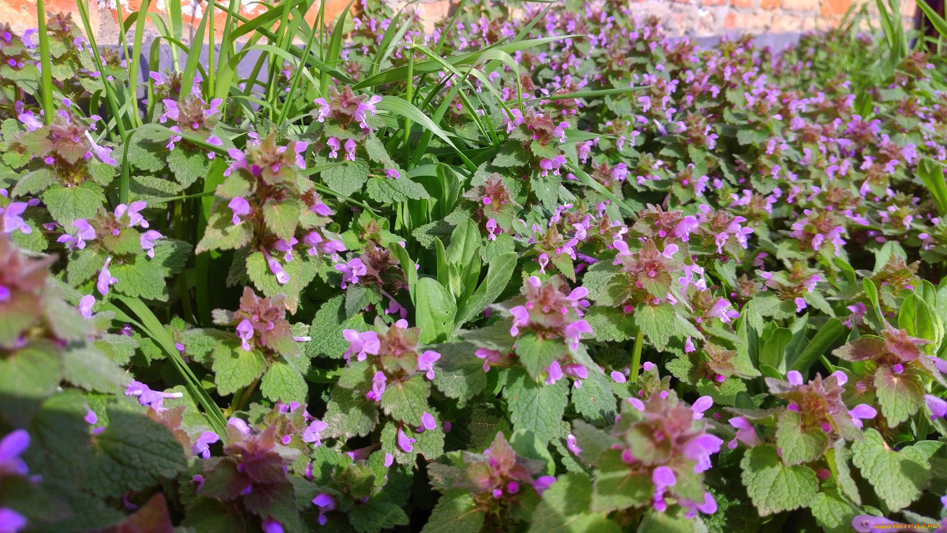 цветы, луговые, , полевые, , цветы, весна, 2018, апрель