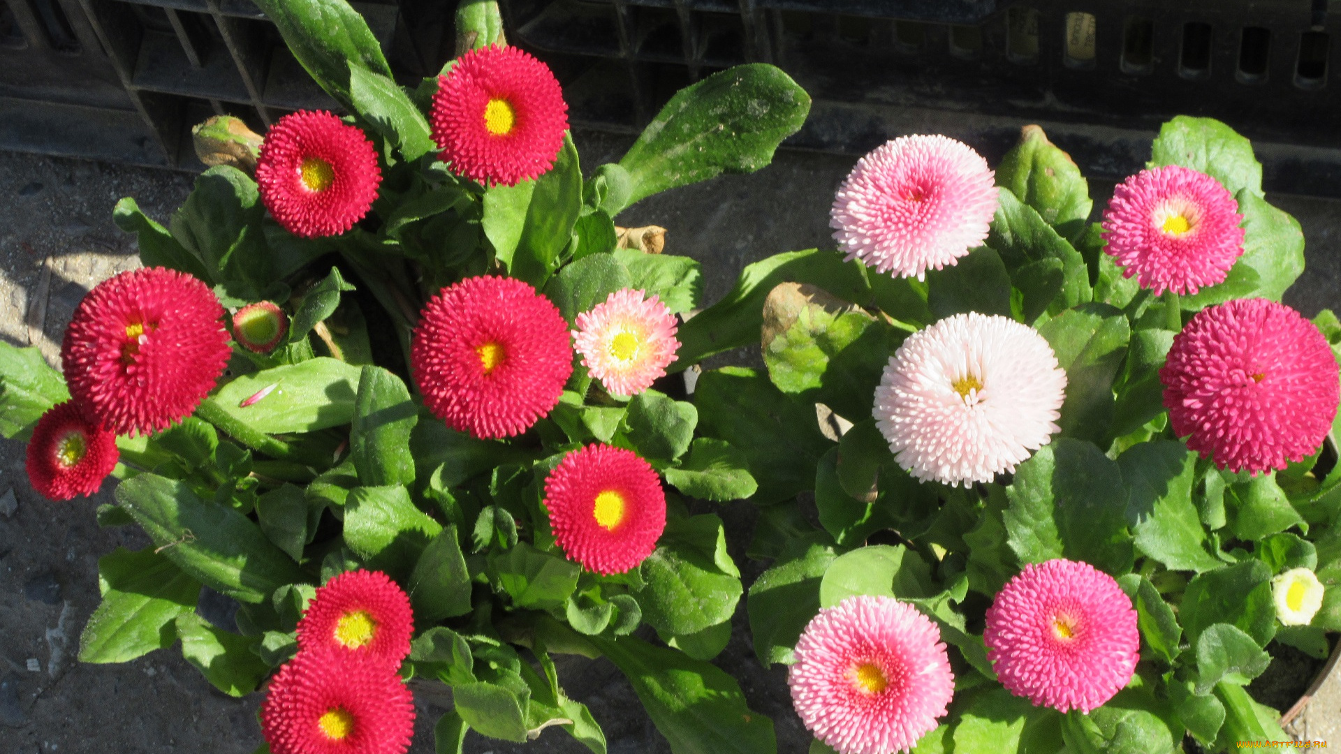 цветы, маргаритки, весна, 2018