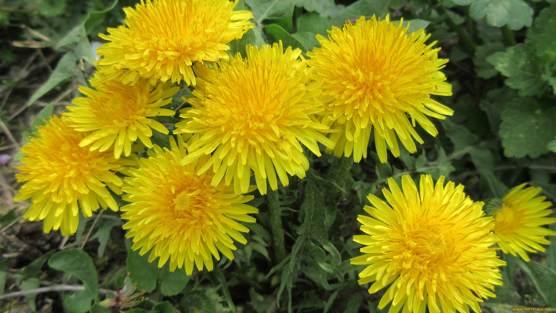 цветы, одуванчики, весна, 2018