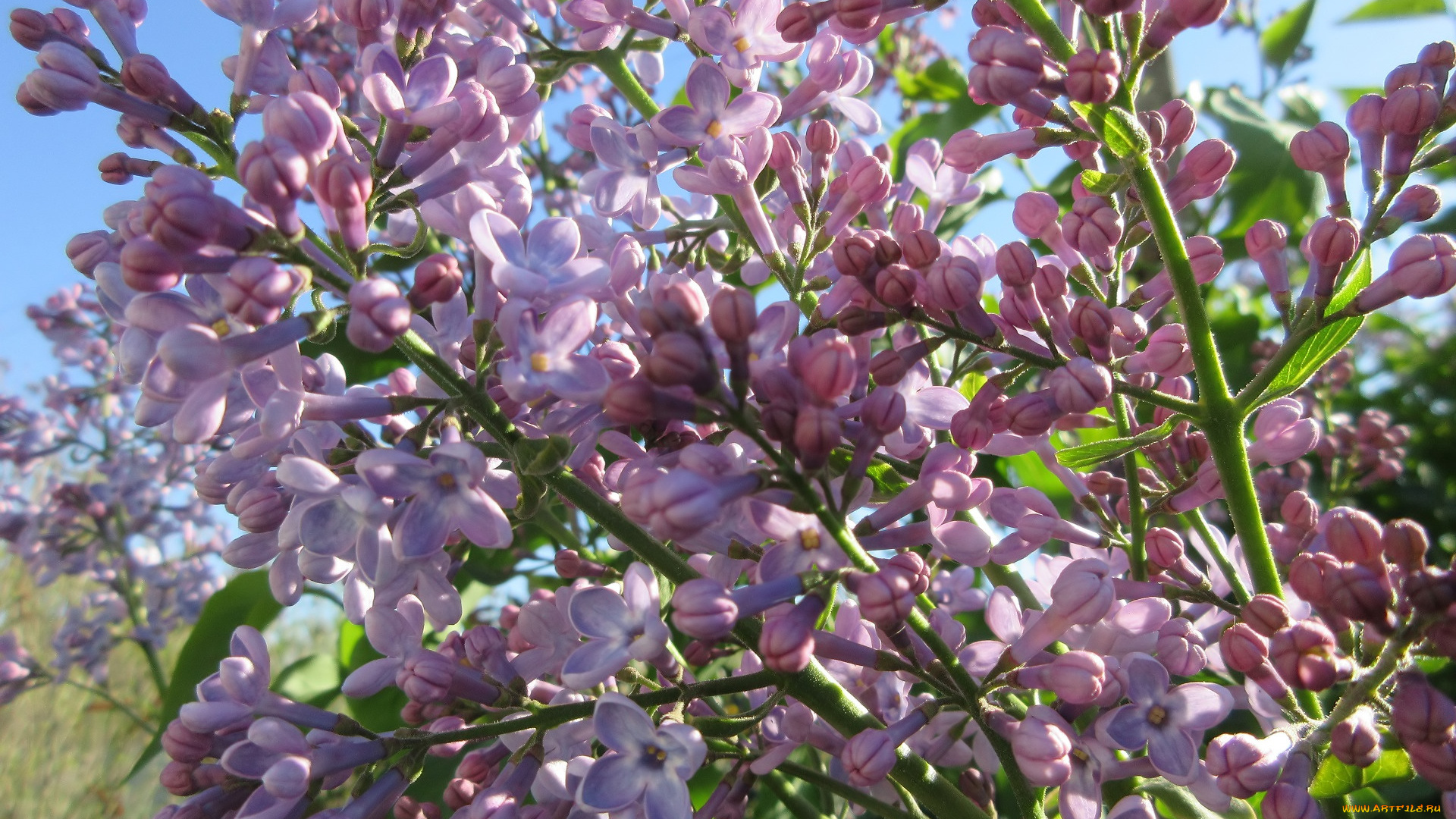 цветы, сирень, весна, 2018