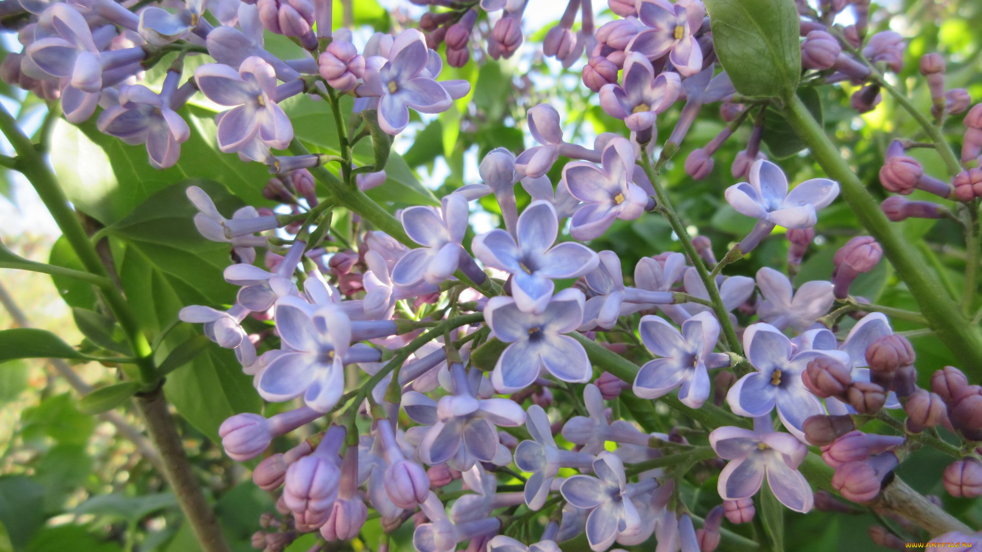 цветы, сирень, весна, 2018