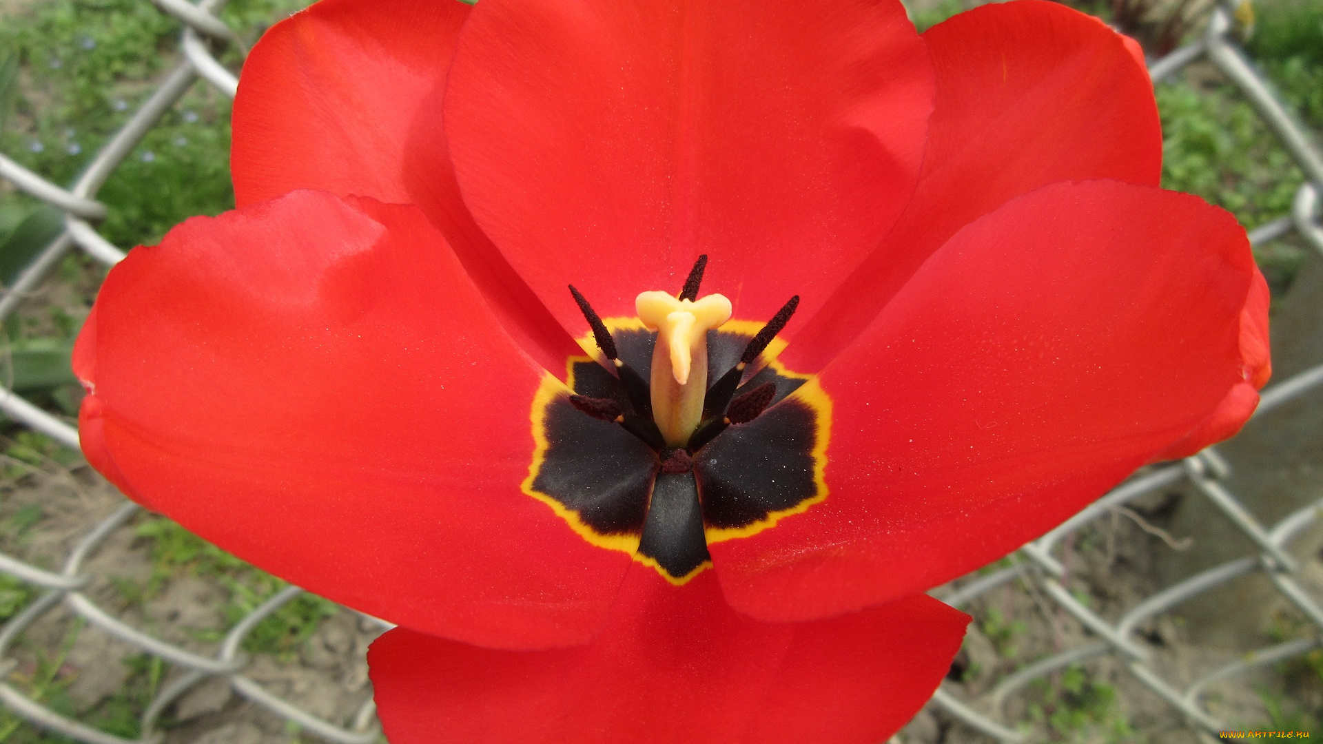 цветы, тюльпаны, апрель, весна, 2018