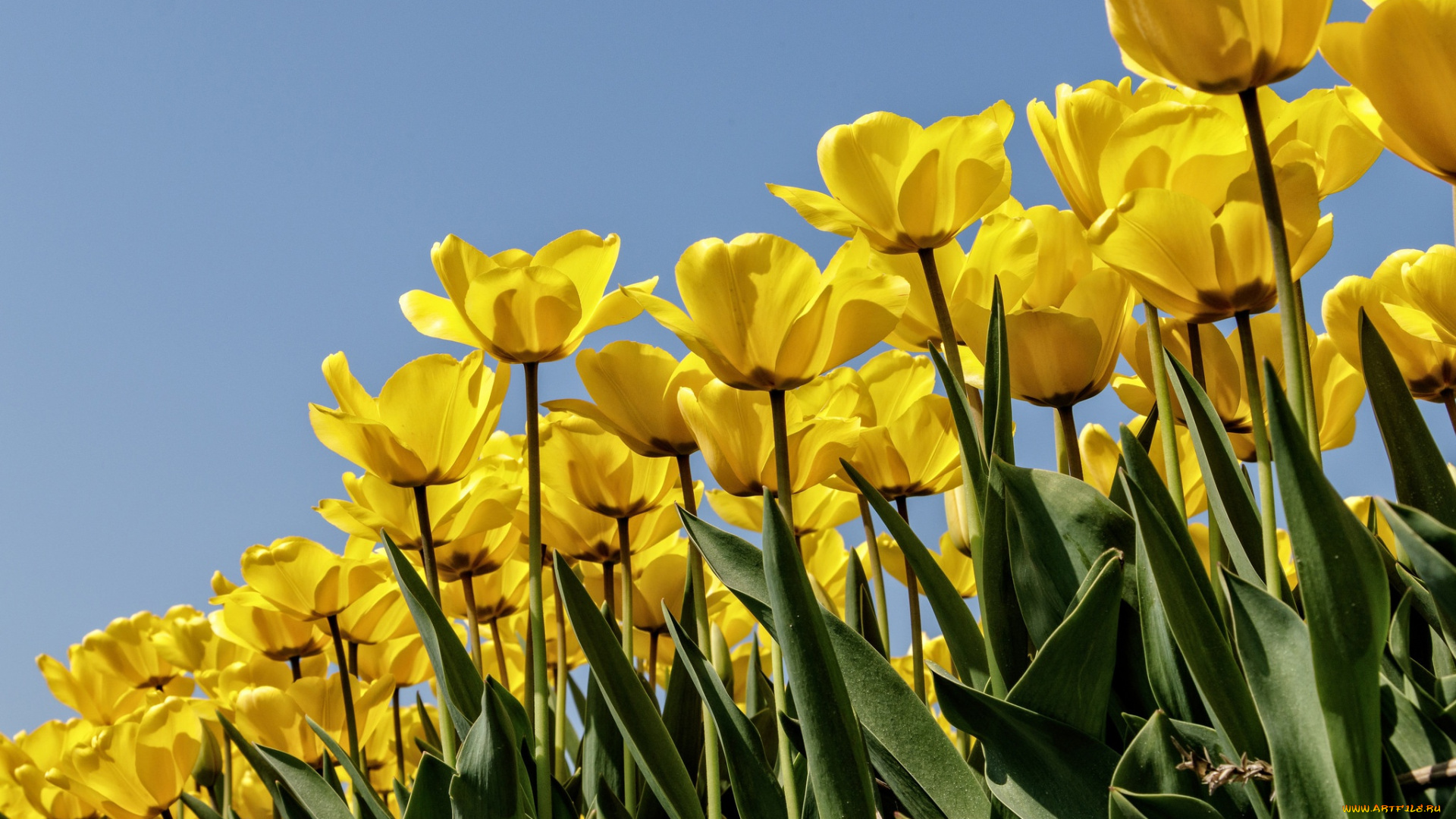 цветы, тюльпаны, бутоны, плантация, много