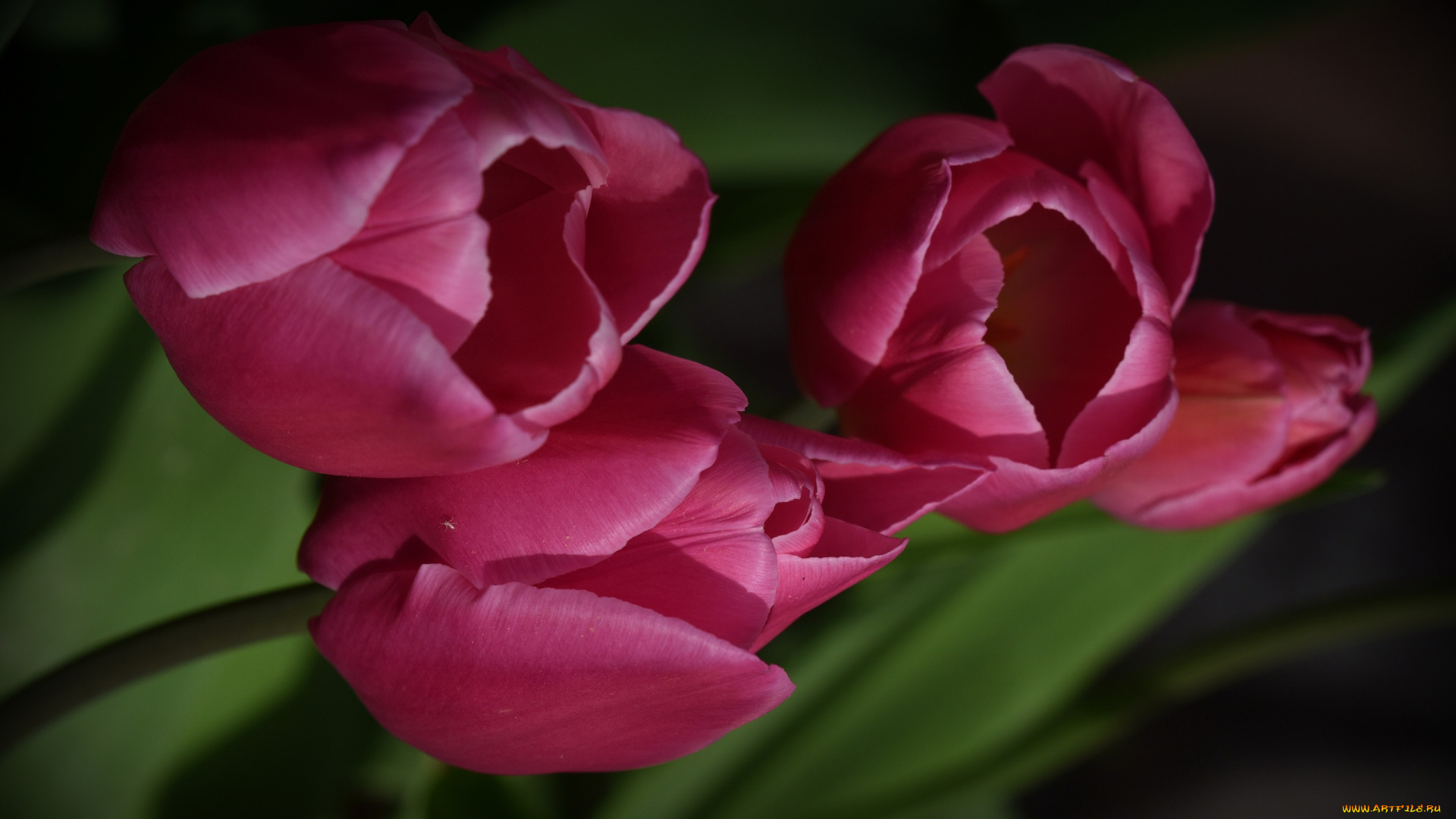 цветы, тюльпаны, фон