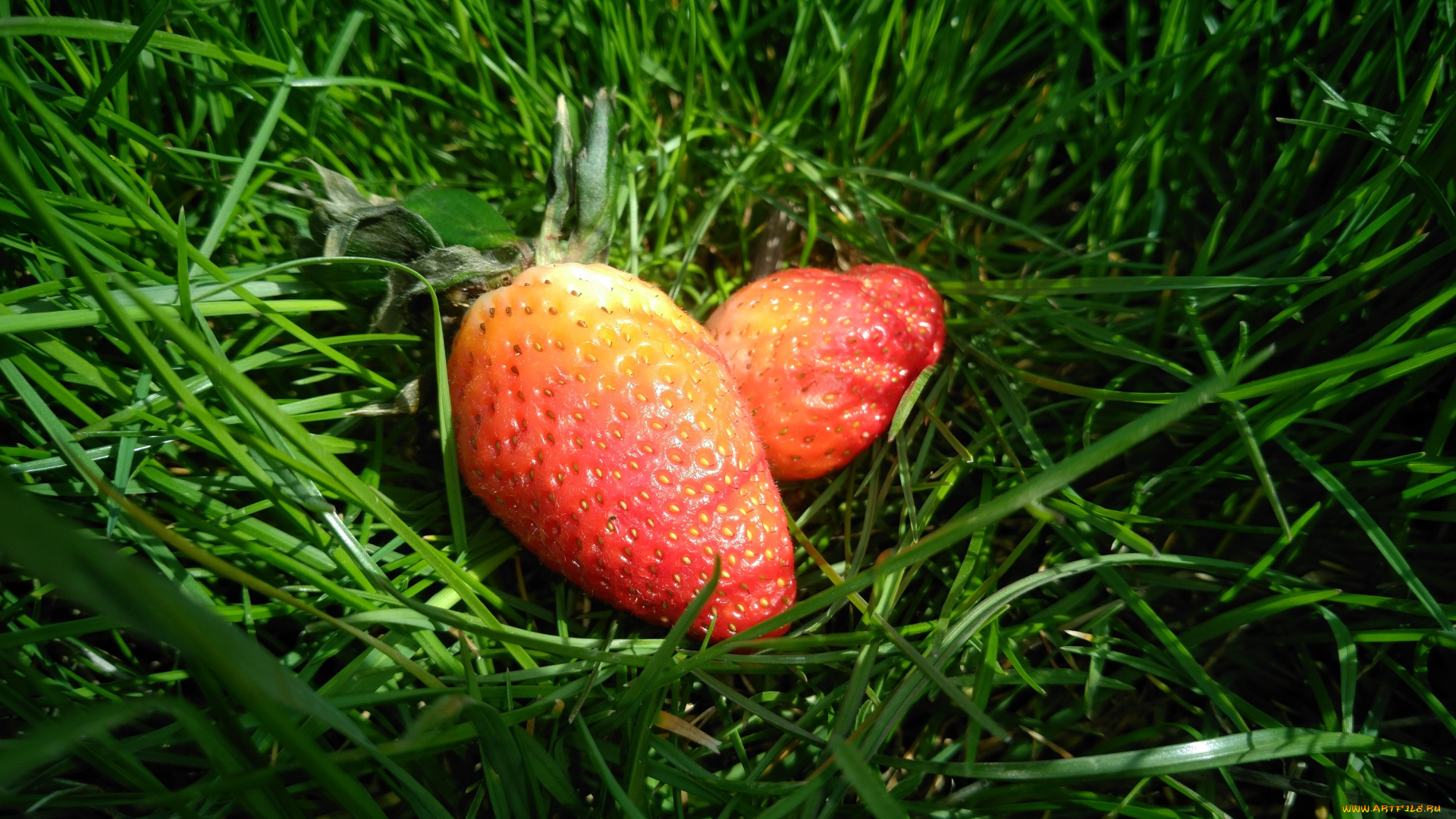 еда, клубника, , земляника, весна, 2018