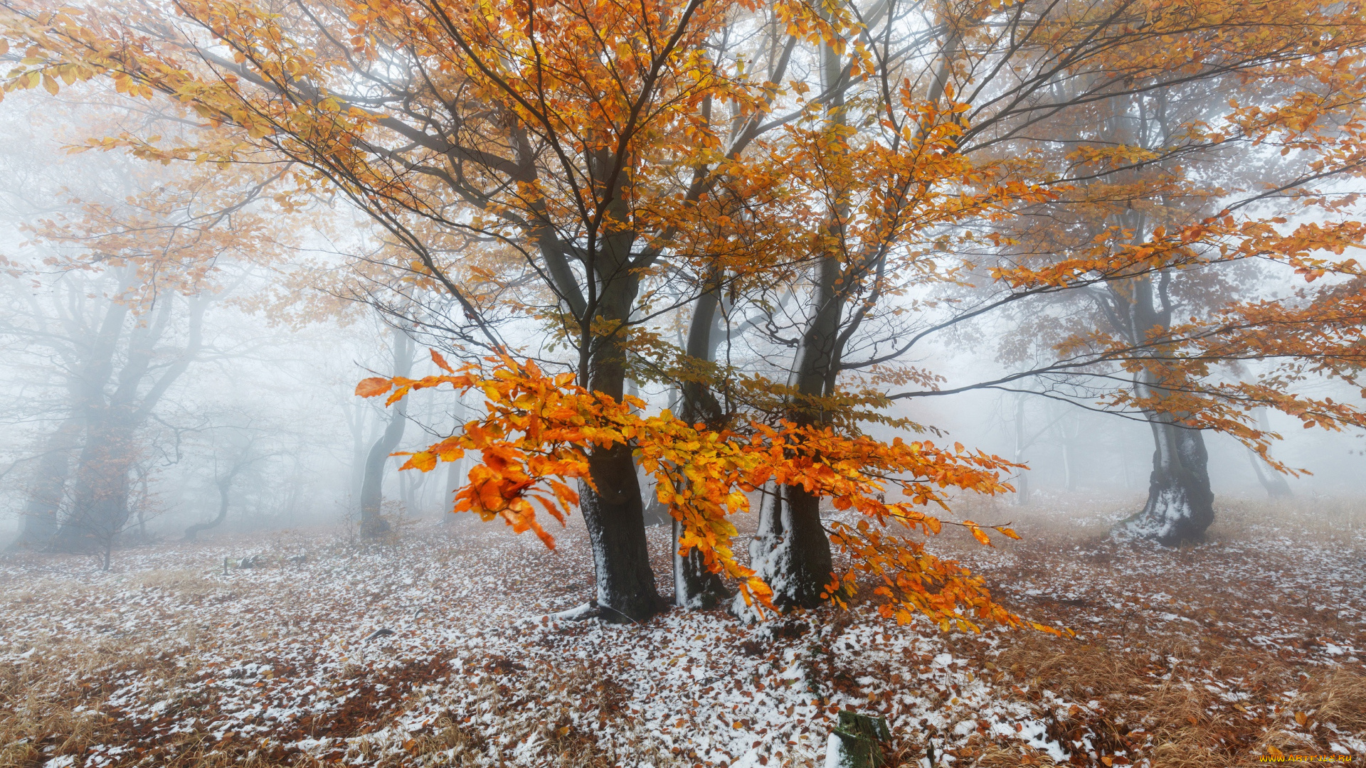 природа, деревья, листва, зима, снег, осень, лес