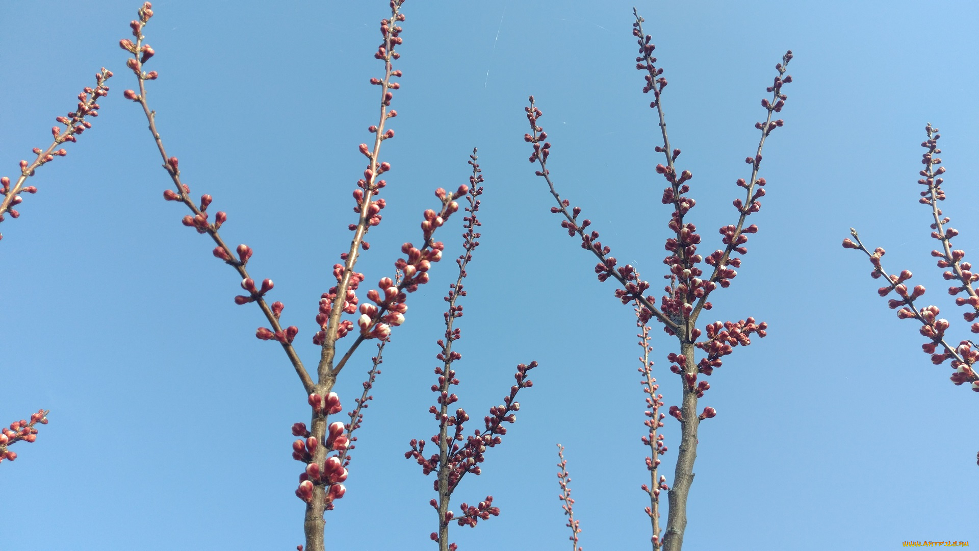 природа, деревья, ветки