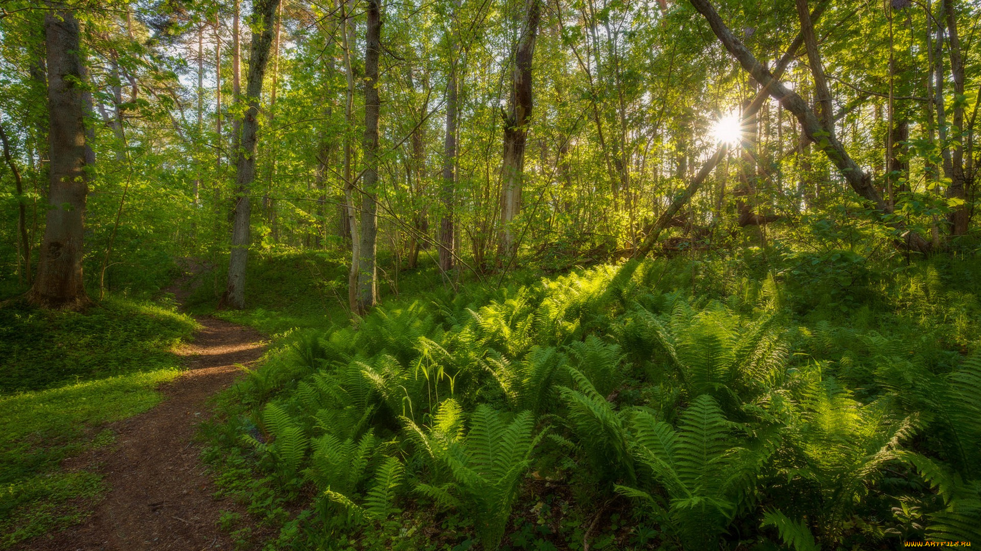 природа, лес, простор