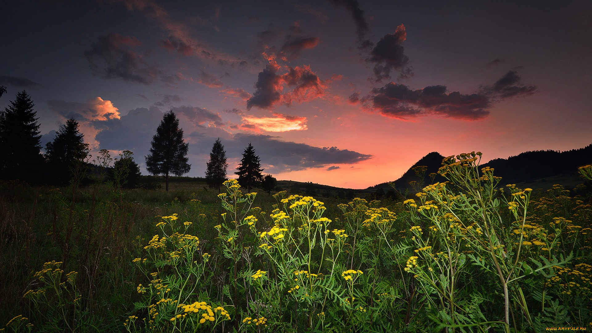 природа, луга, простор