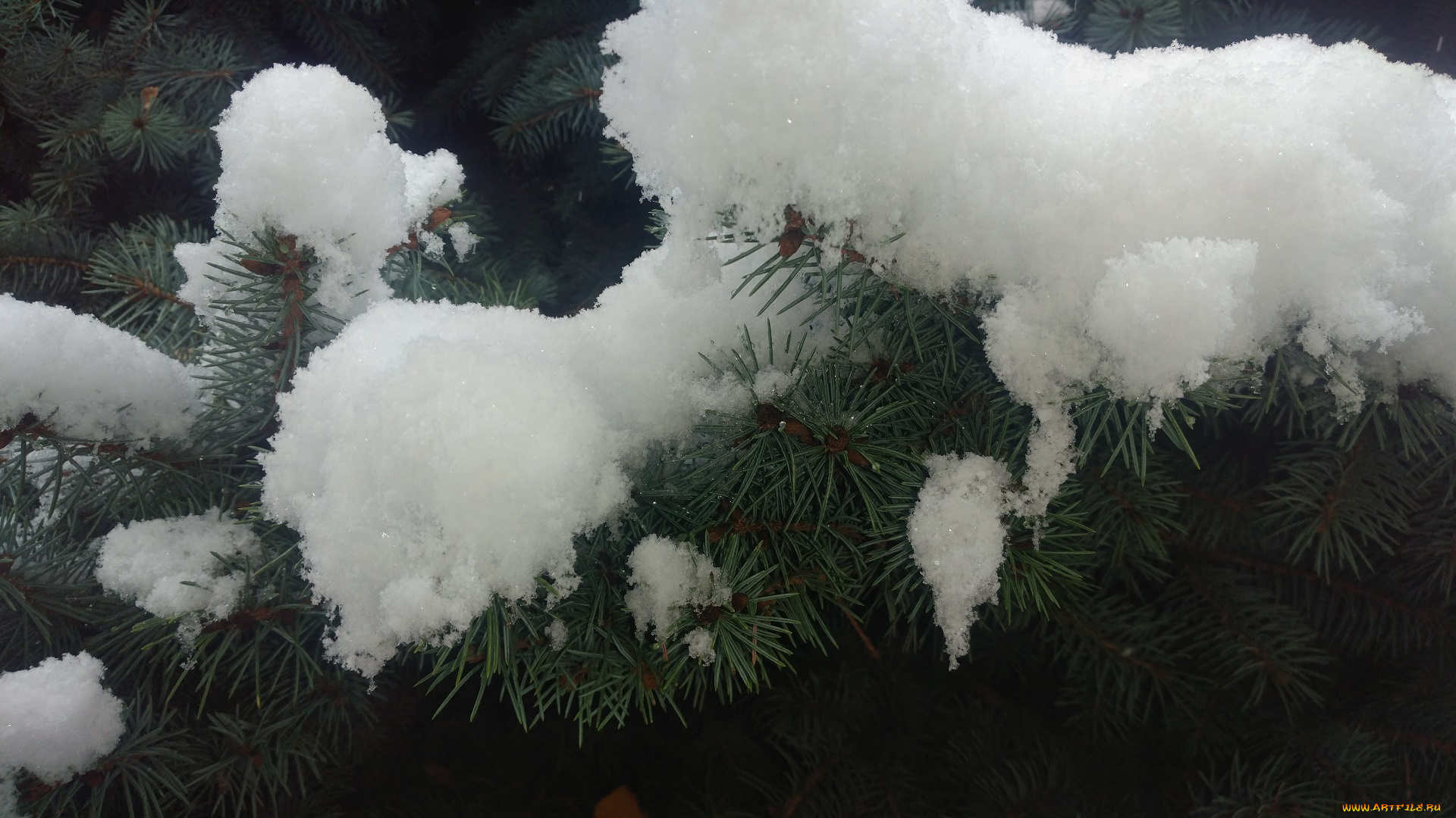 природа, макро, снег, ёлка