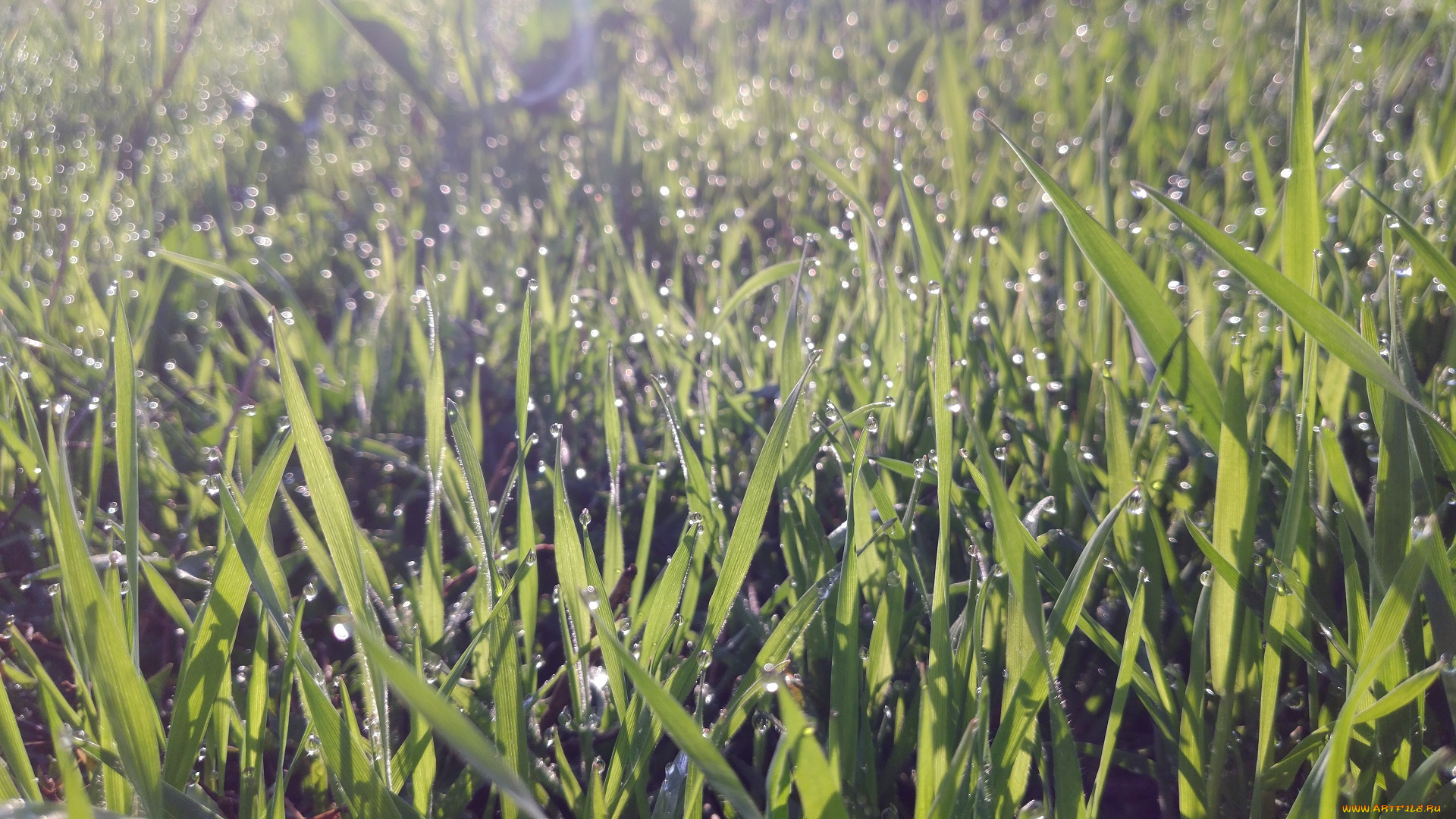 природа, макро, весна, 2018