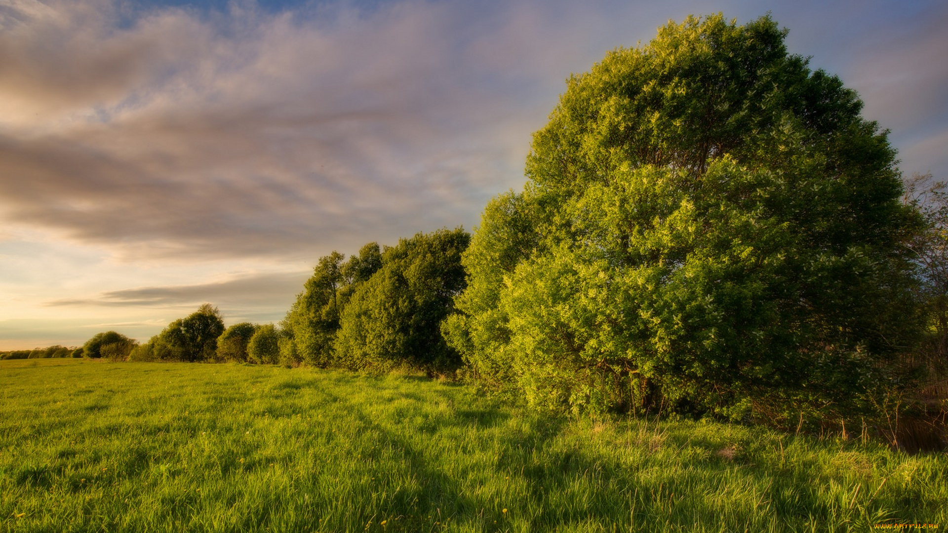 природа, поля, простор