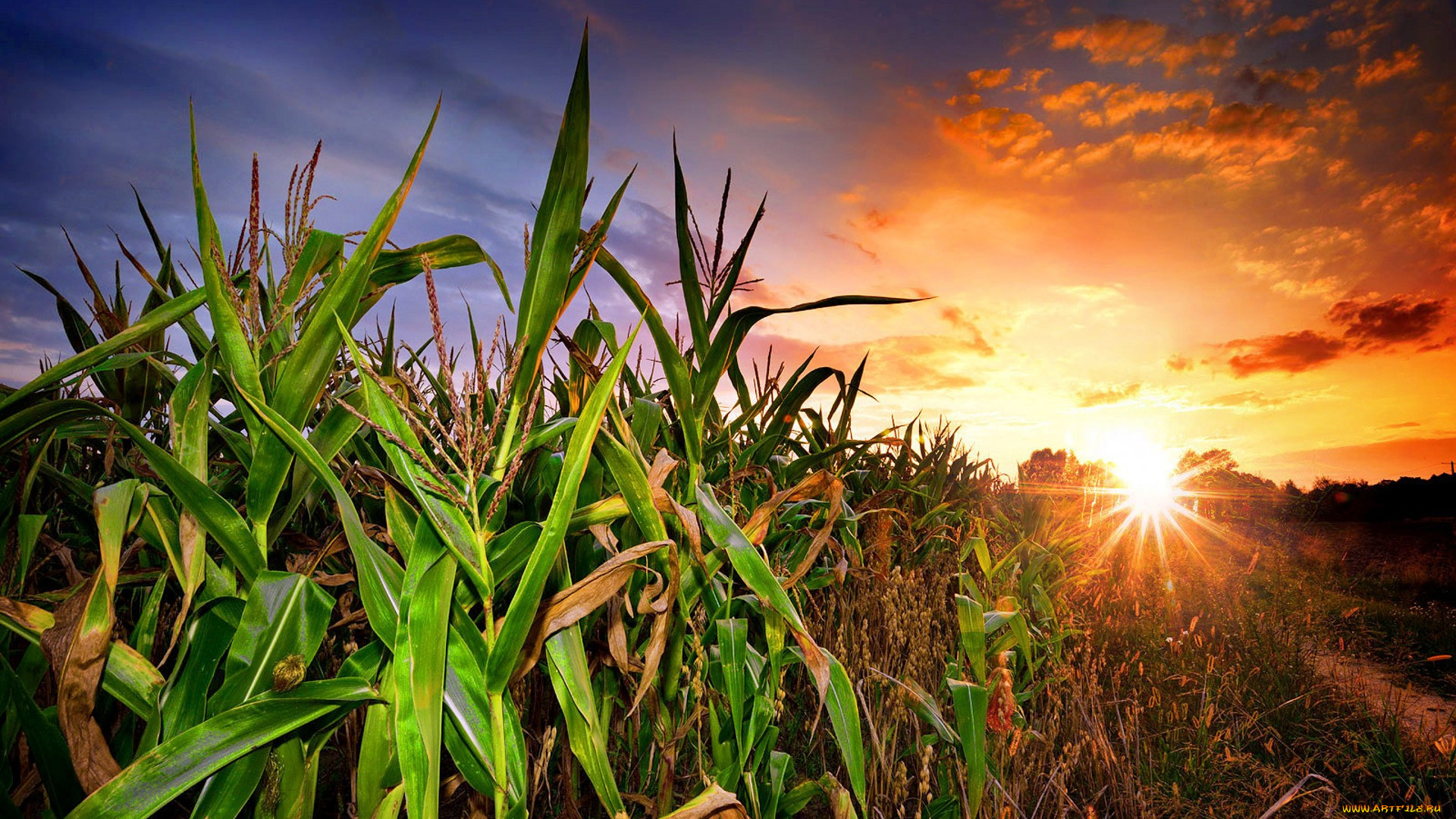 природа, восходы, закаты, простор