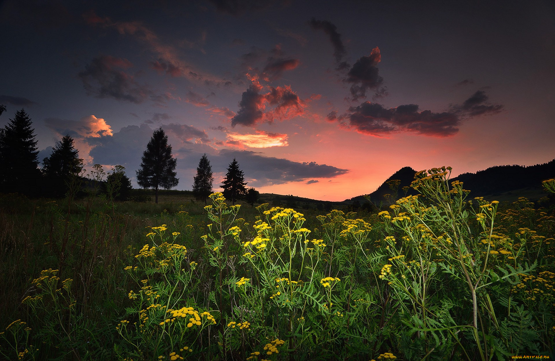 природа, луга, простор